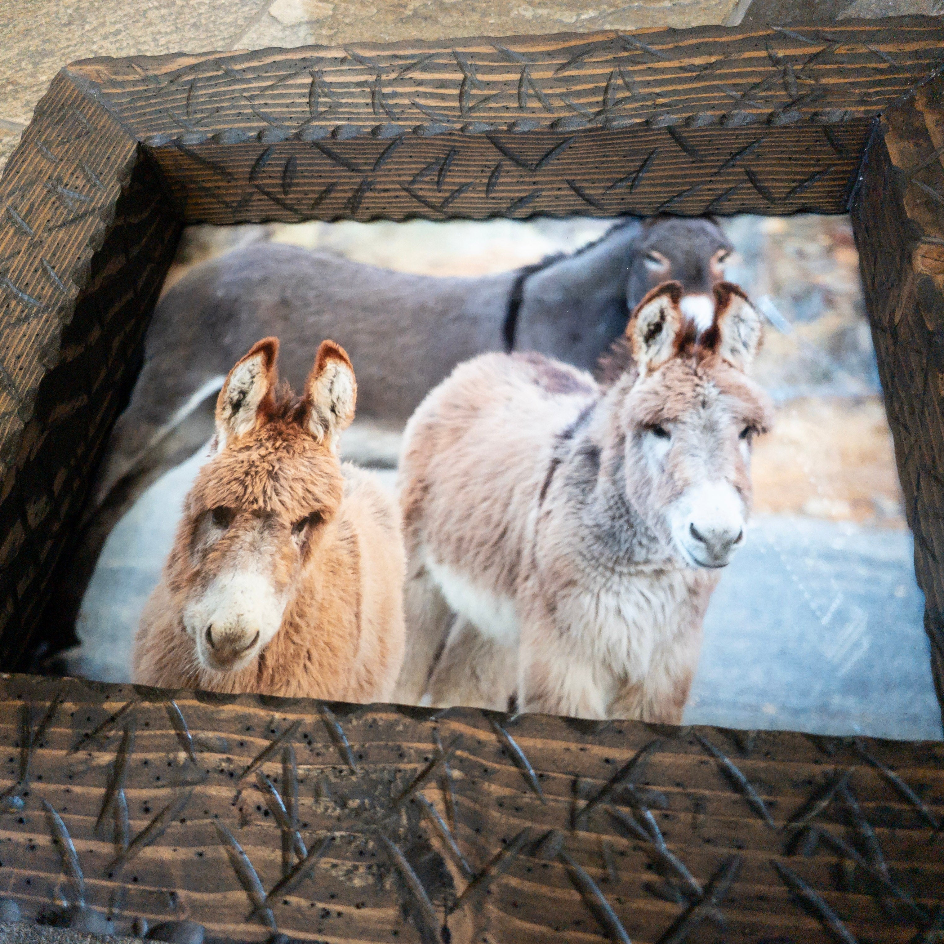 Original Photo of 3 Burros in Big Bear California