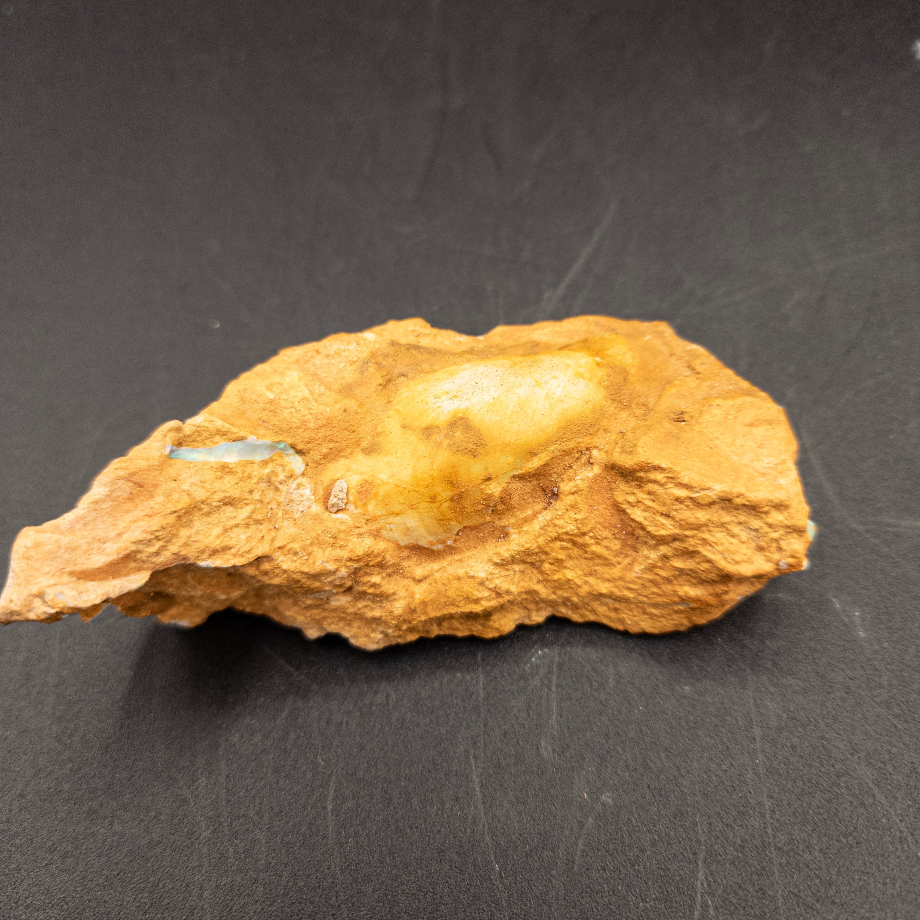 Ancient Clam Shell Fossil