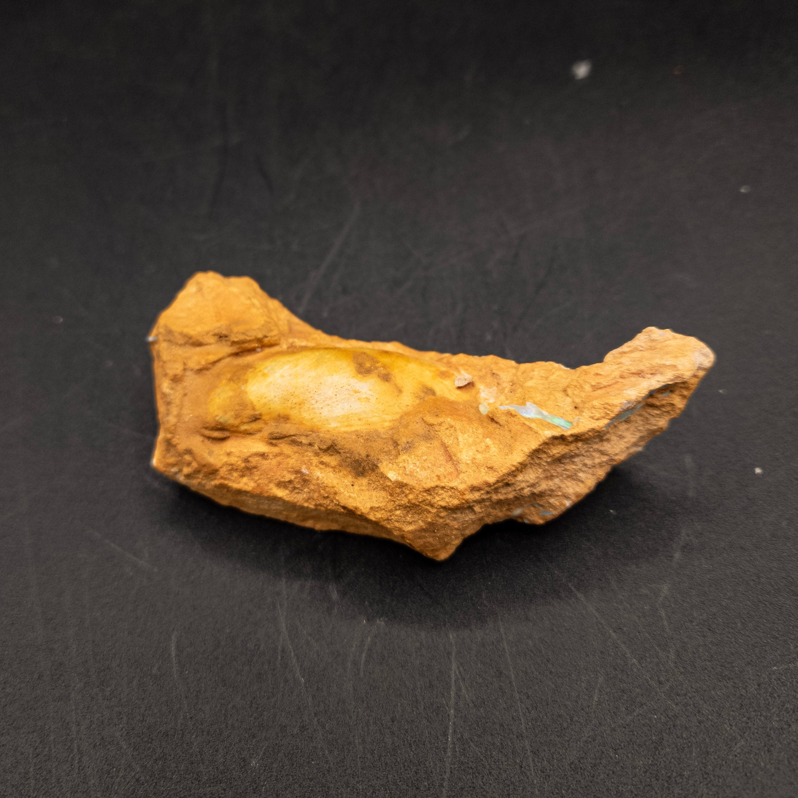 Ancient Clam Shell Fossil