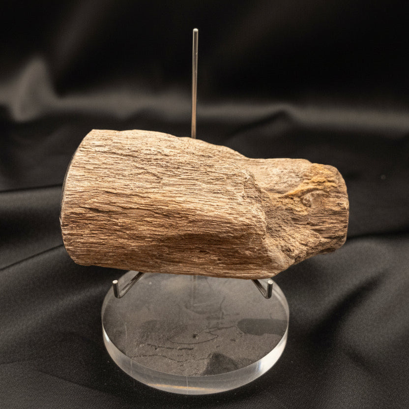 Unique Petrified Wood