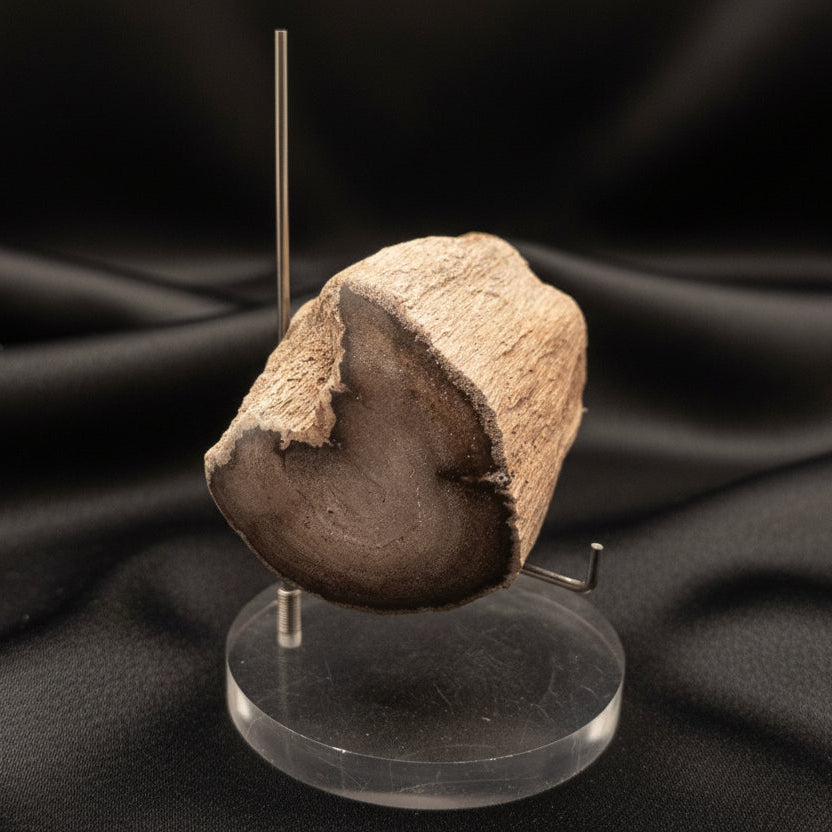 Unique Petrified Wood