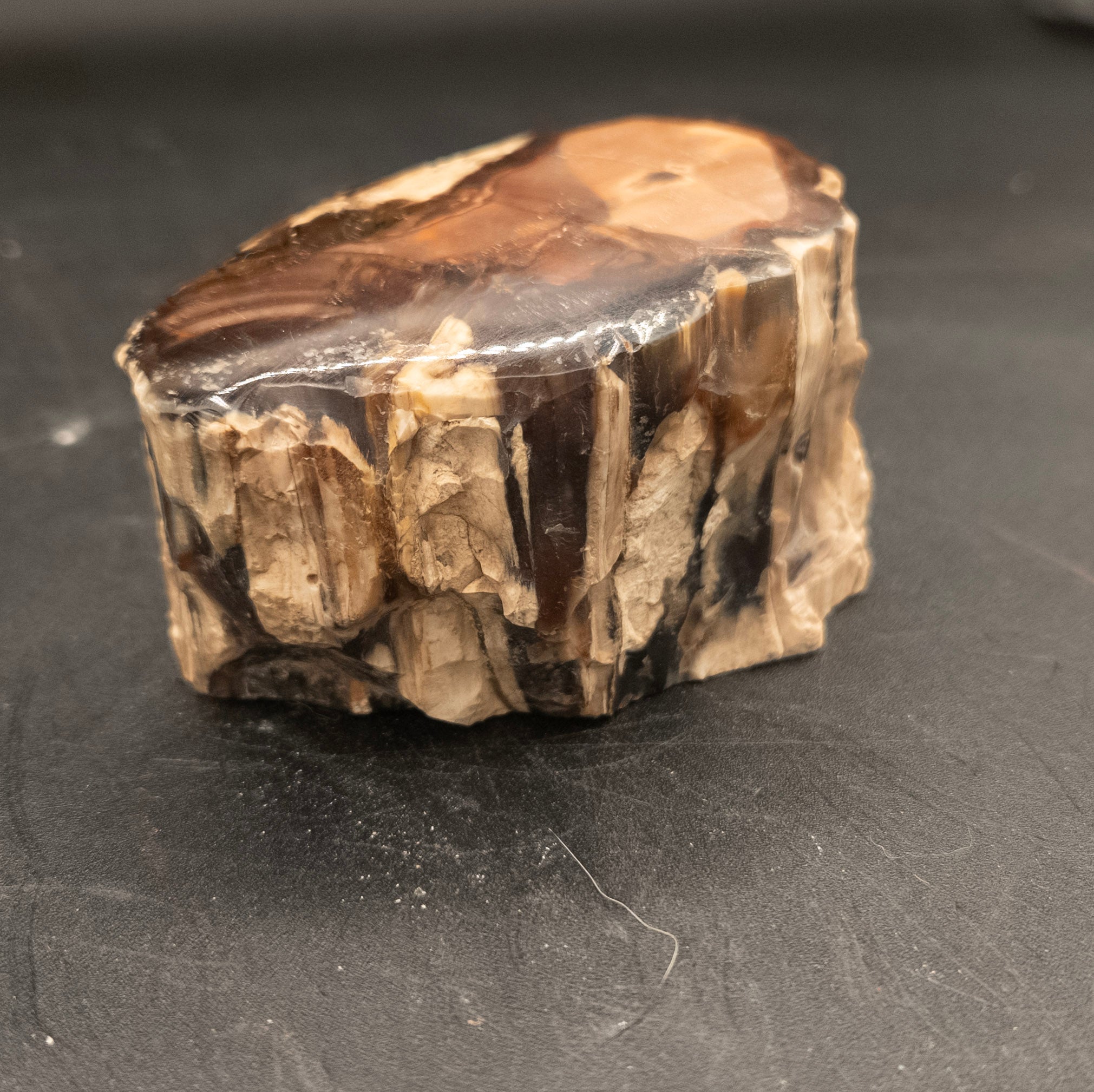 Natural Petrified Wood from Arizona