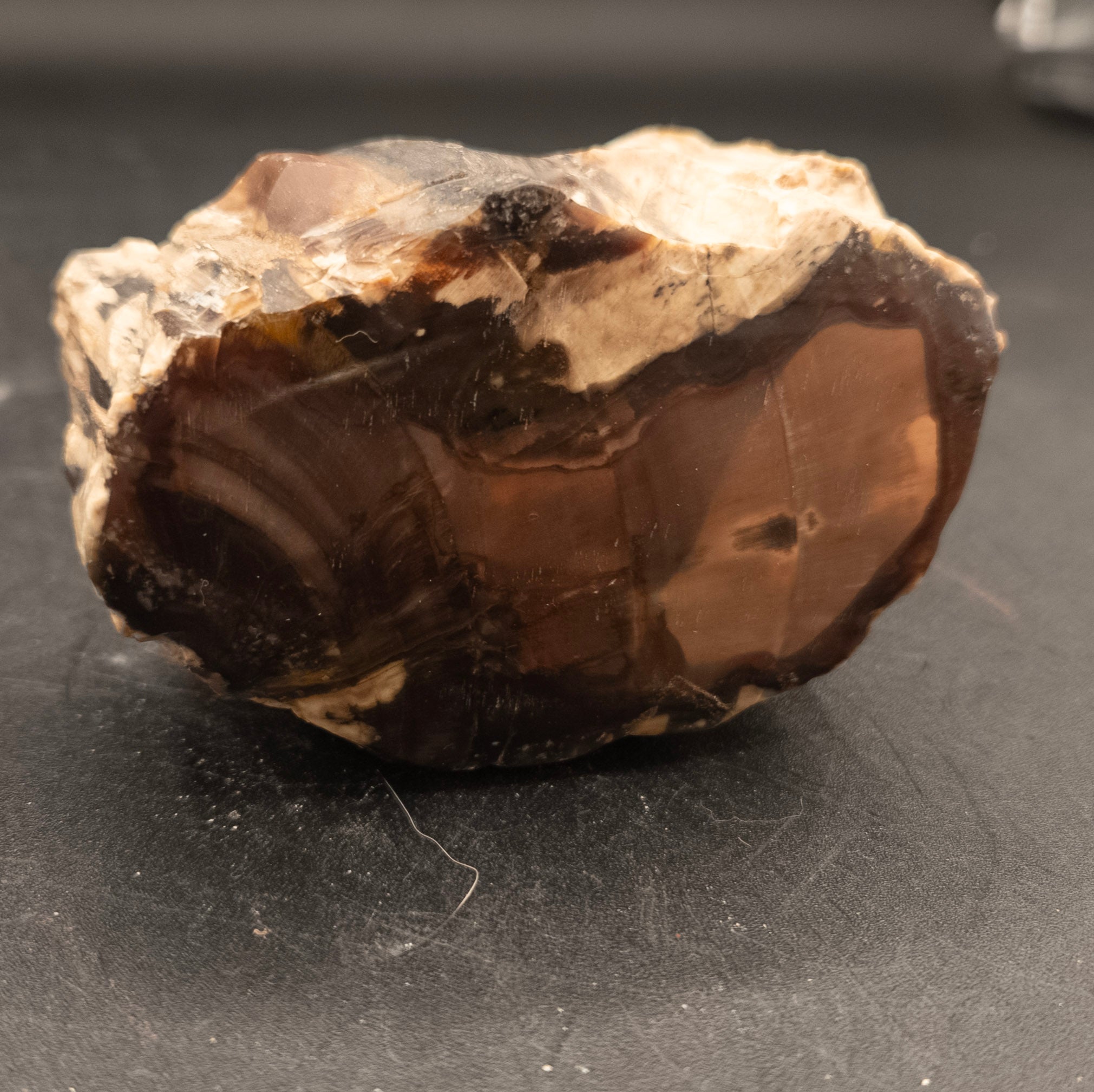 Natural Petrified Wood from Arizona
