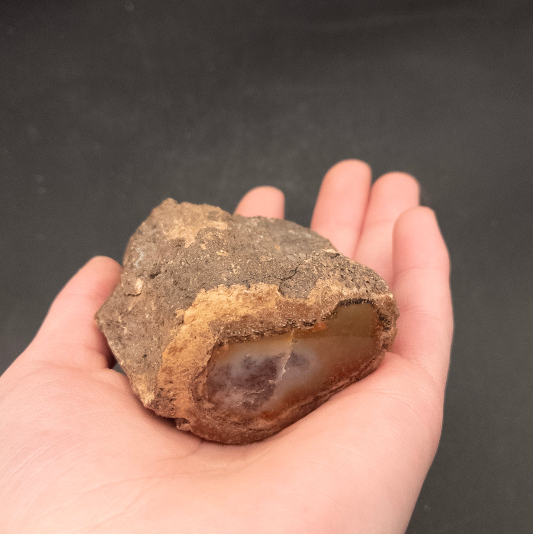 Amazing Petrified Wood Stone from Arizona