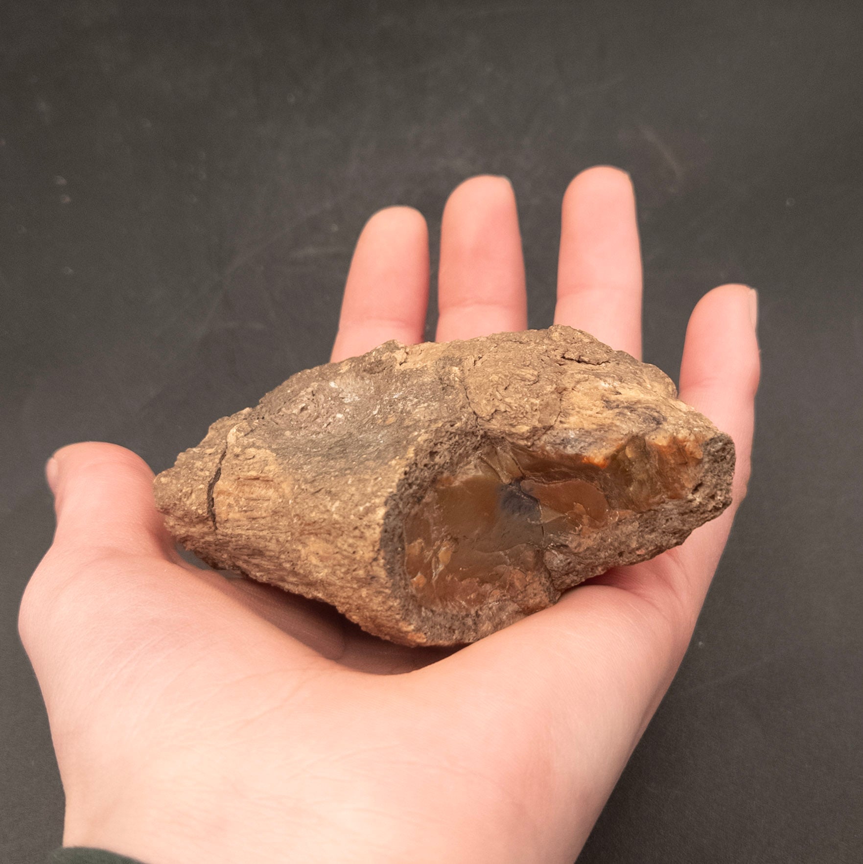 Amazing Petrified Wood Stone from Arizona