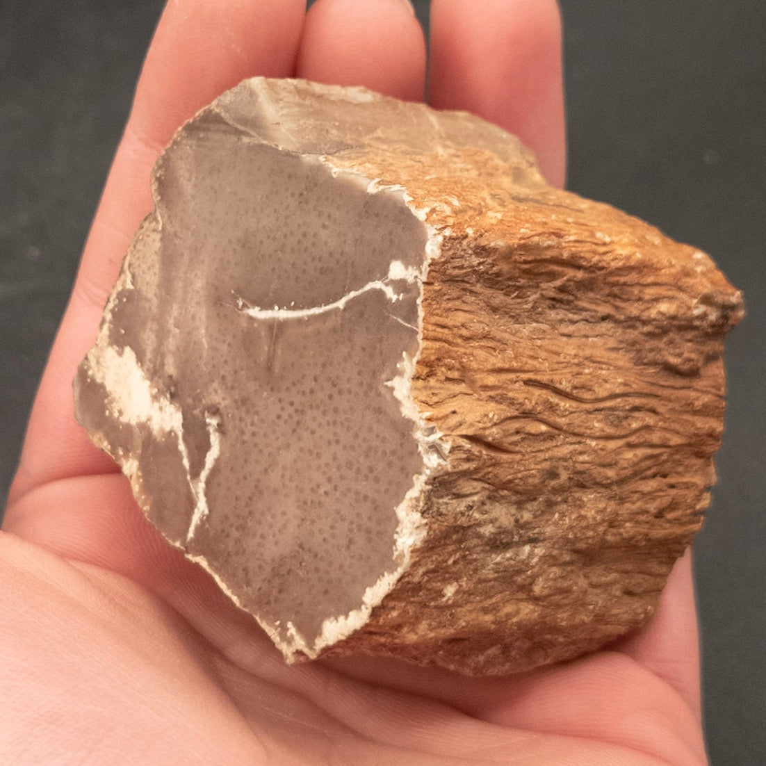 Amazing Fossilized Coral from Geogia