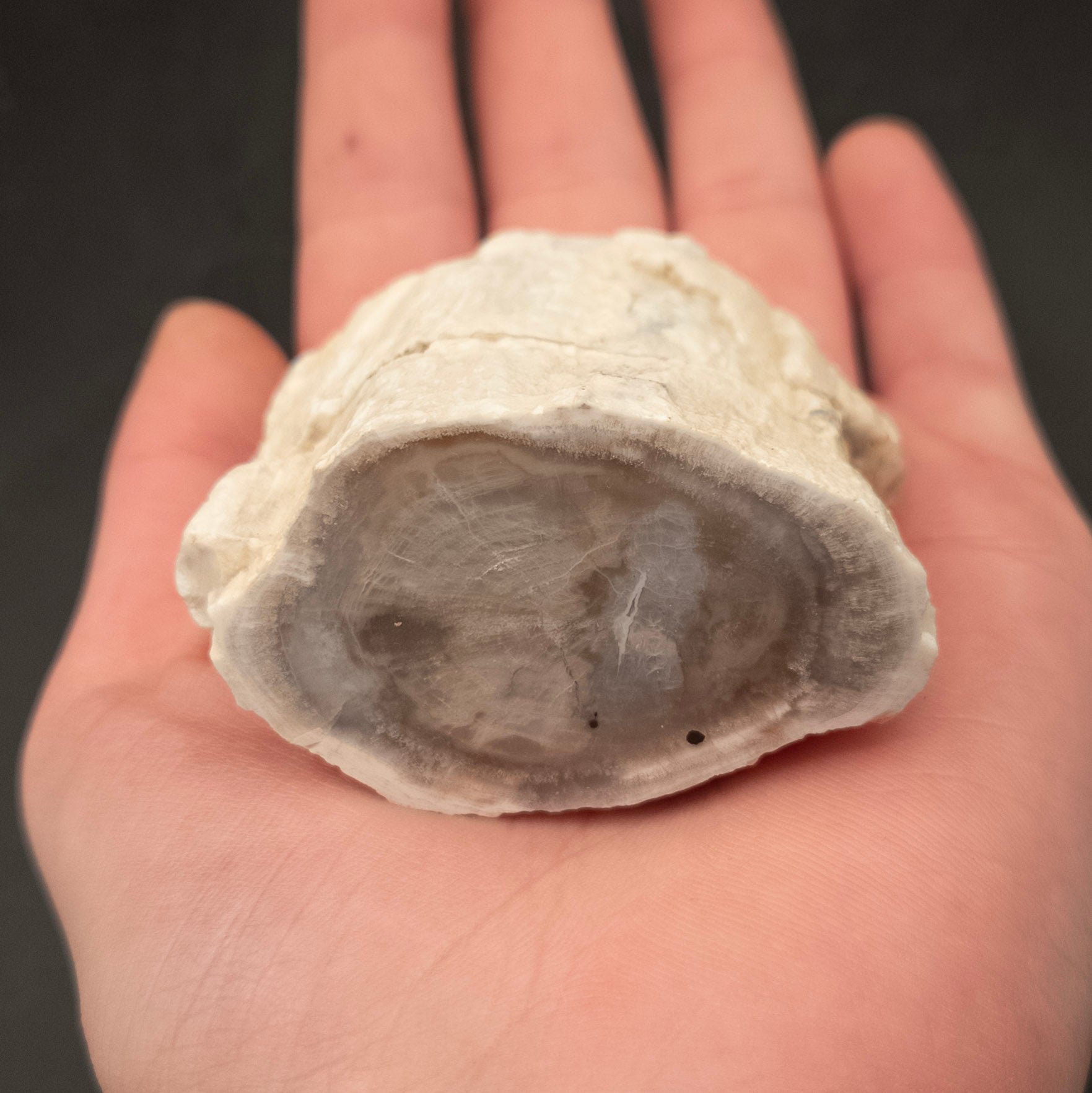 Unique White Petrified Wood Stone from Arizona