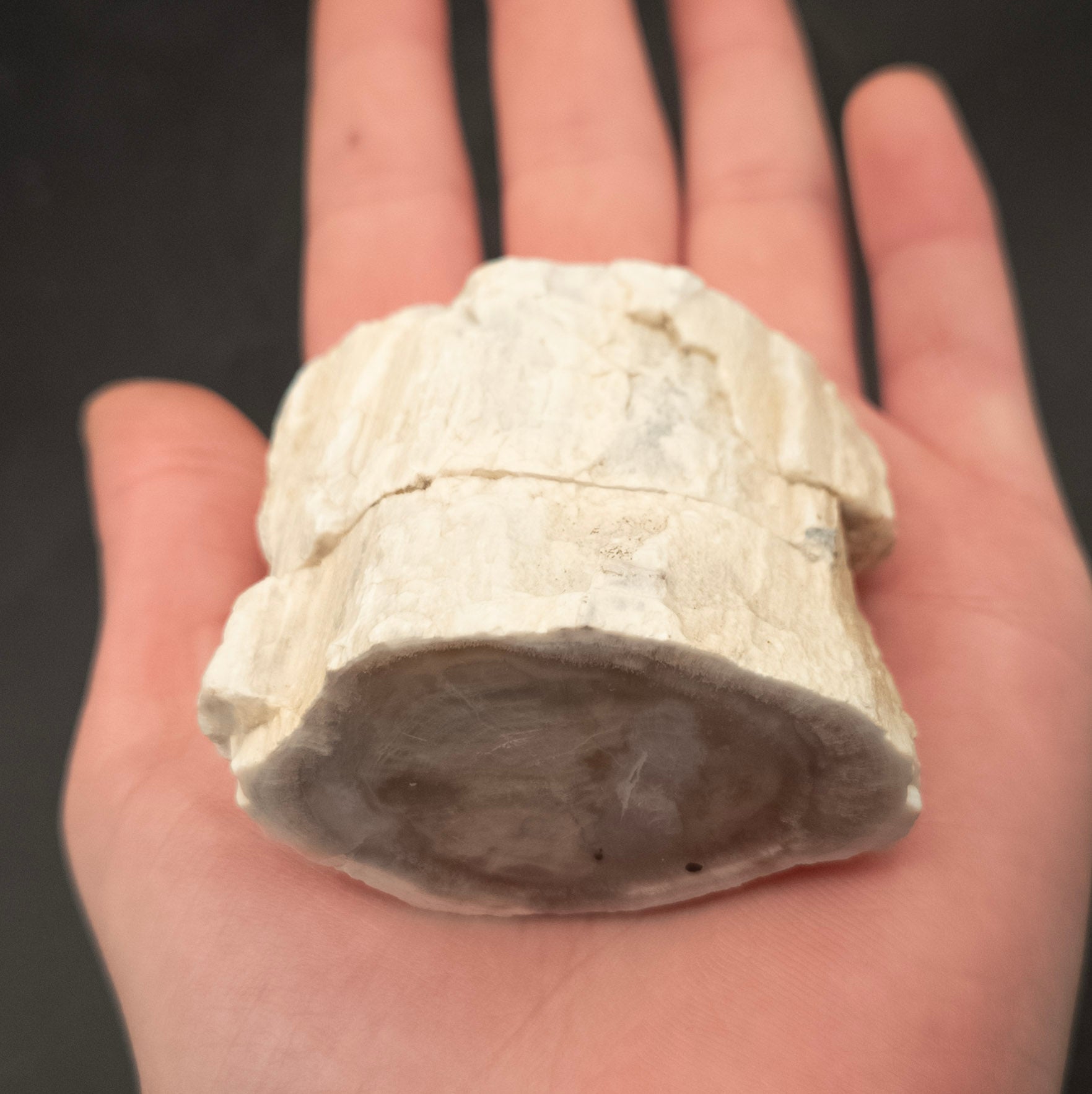 Unique White Petrified Wood Stone from Arizona