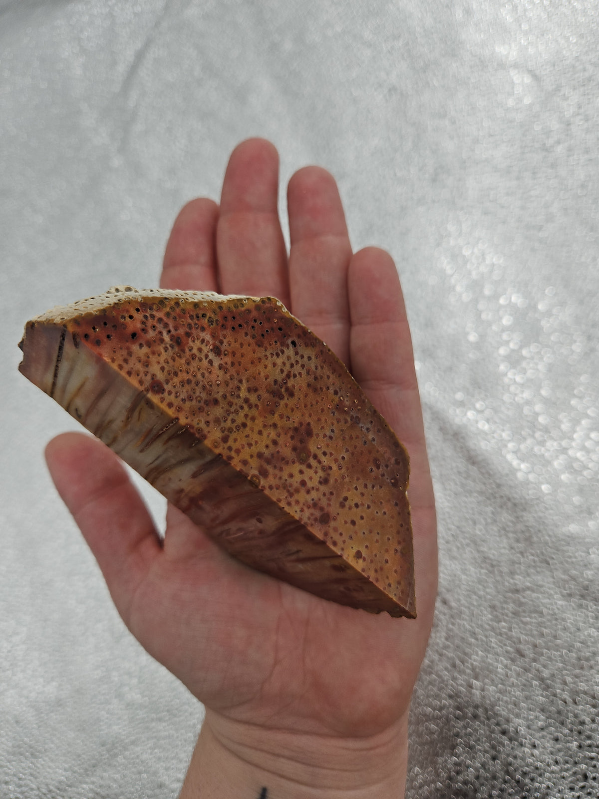Beautiful Agatized Coral