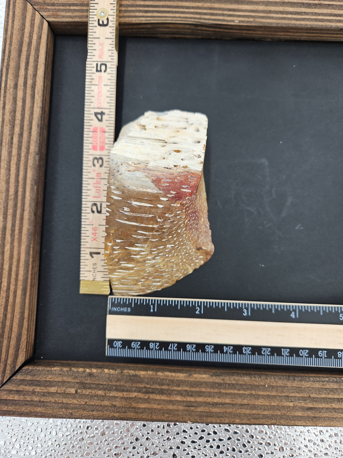 Beautiful Agatized Coral