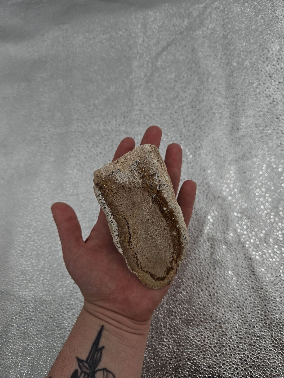Genuine Petrified Wood Fossil