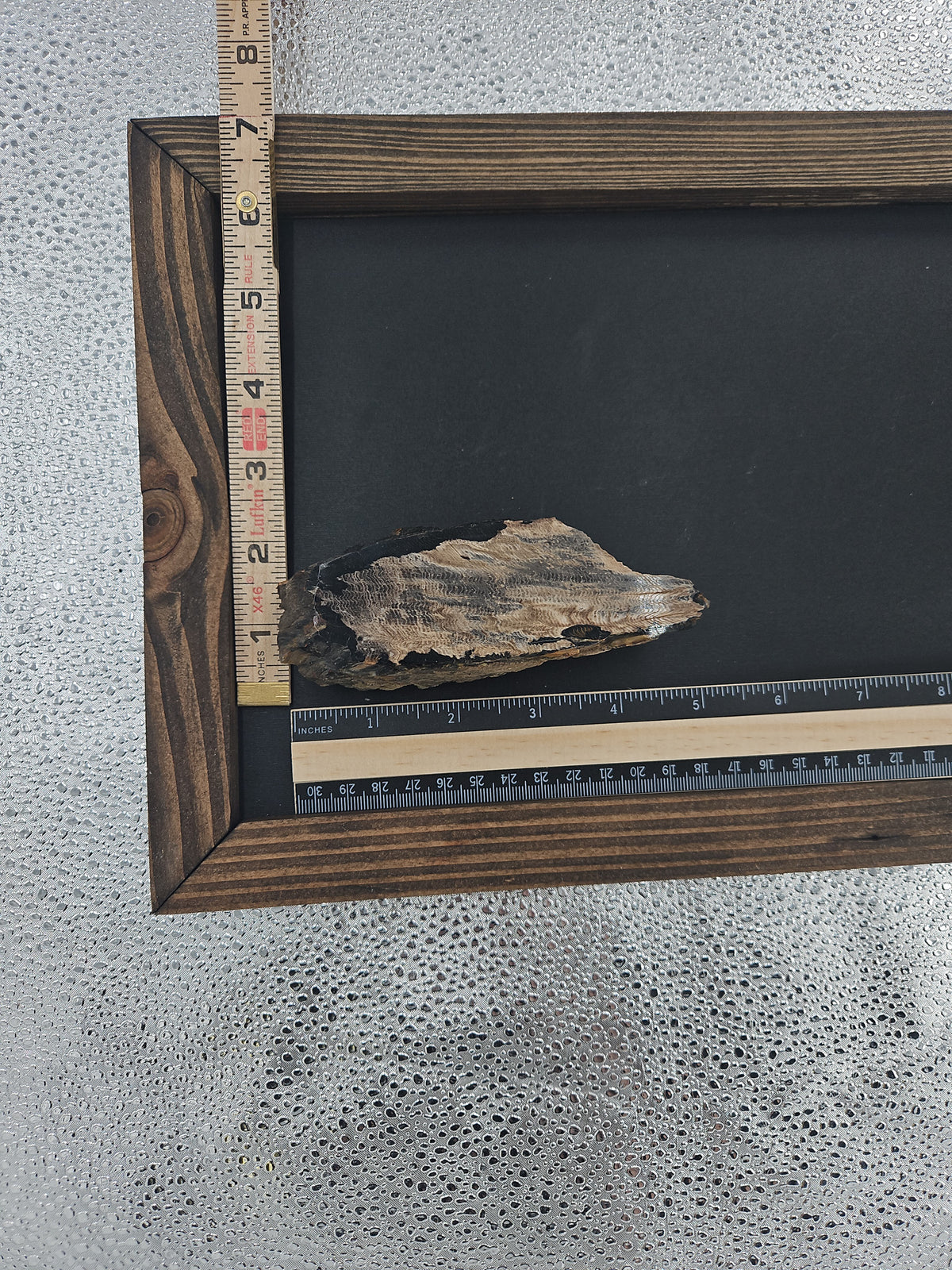Interesting Petrified Wood