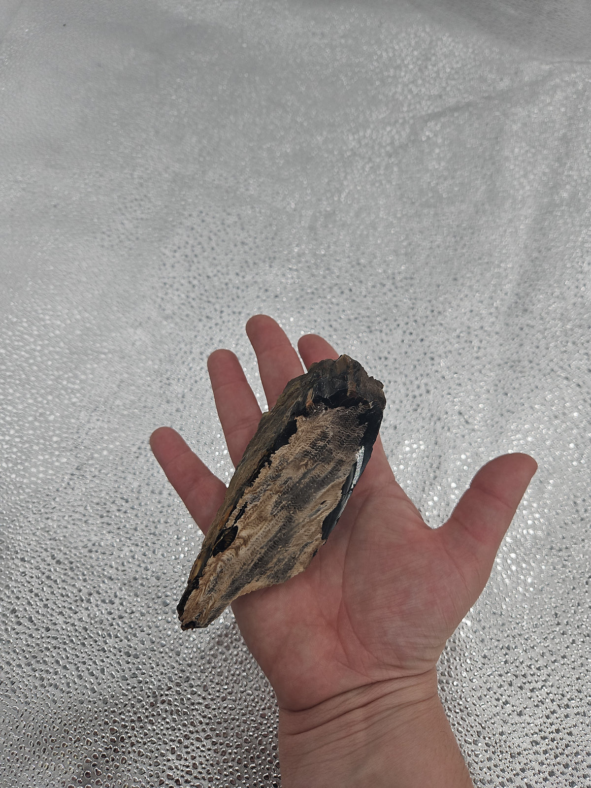 Interesting Petrified Wood