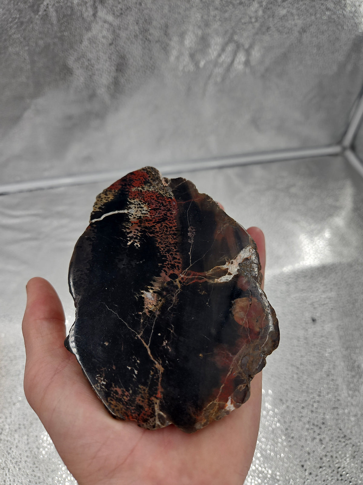 Natural Petrified Wood Fossil - 5.2 in