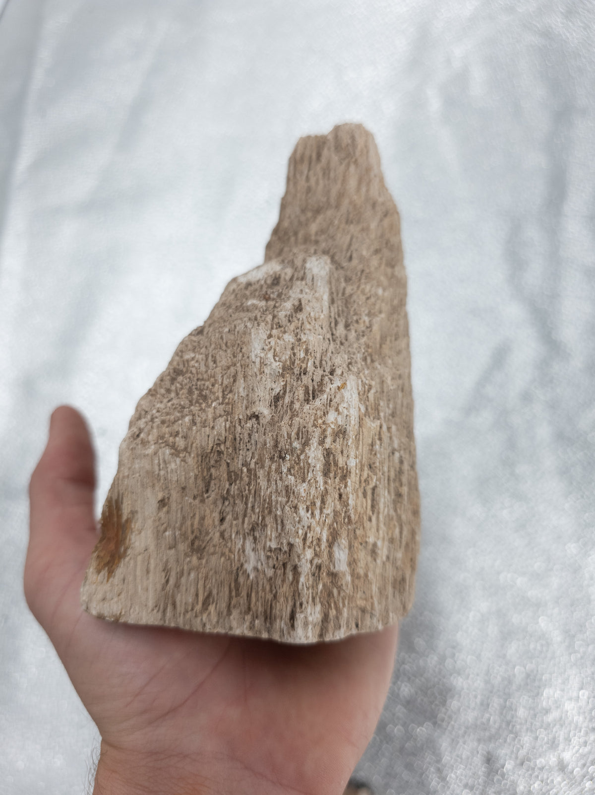 Fossilized Palm Wood