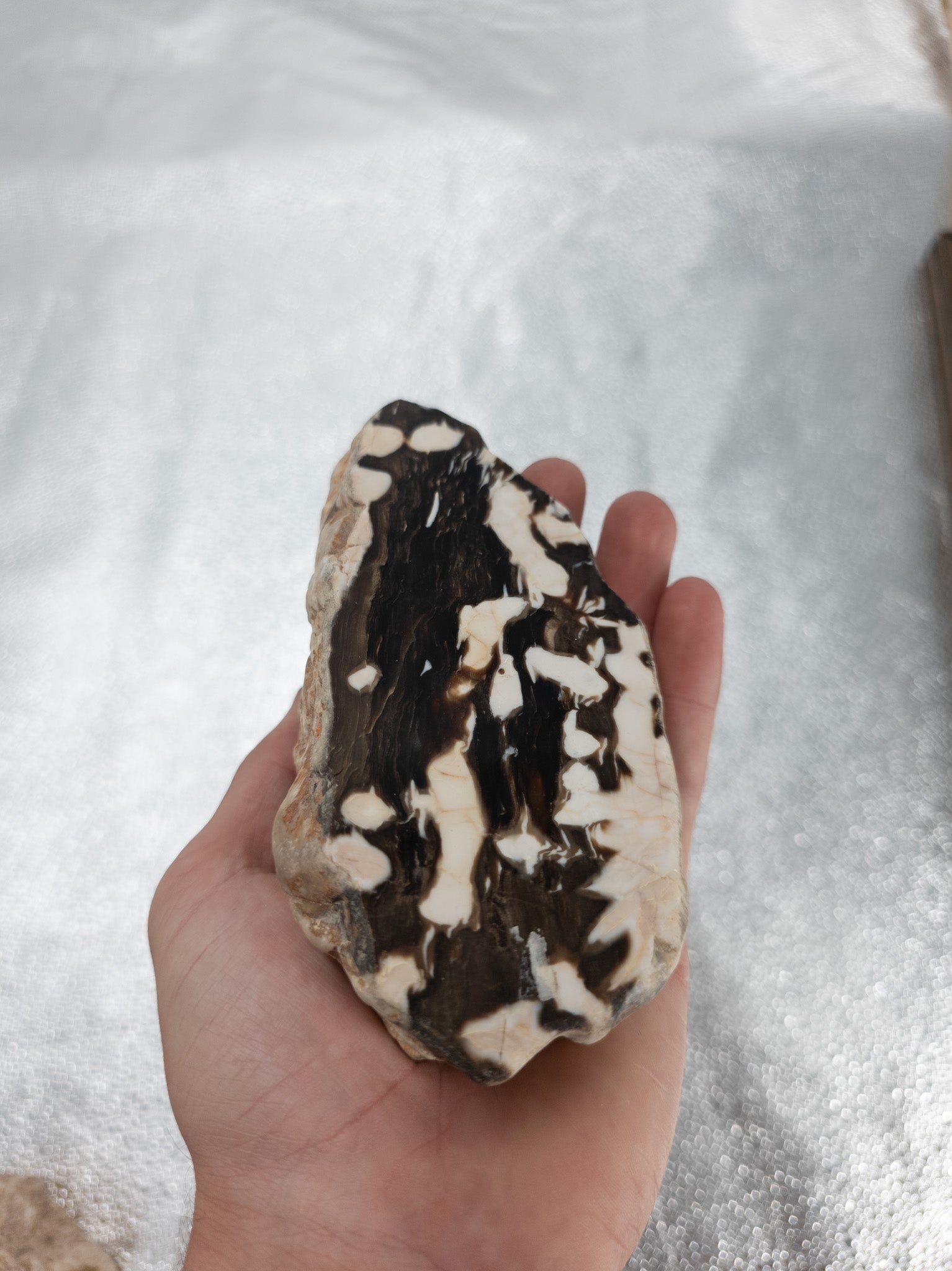 Fossilized Peanut Driftwood - 5 in, Western Australia