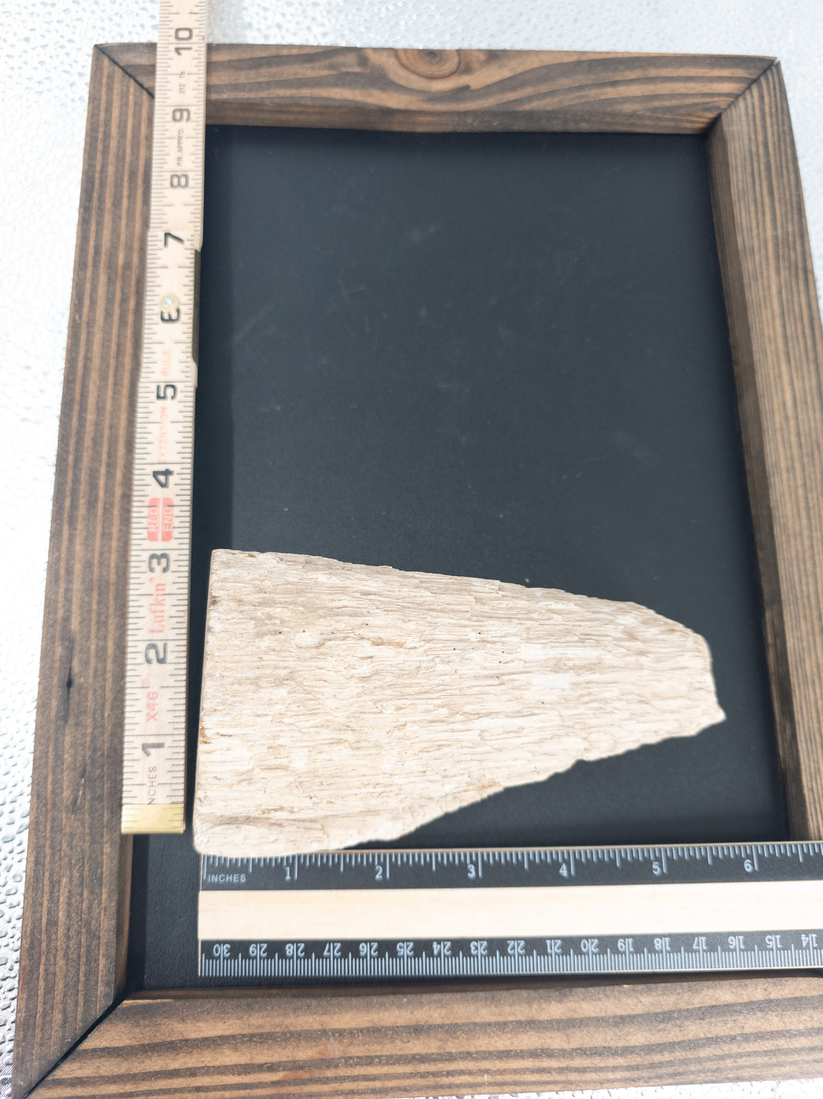 Fossilized Palm Wood
