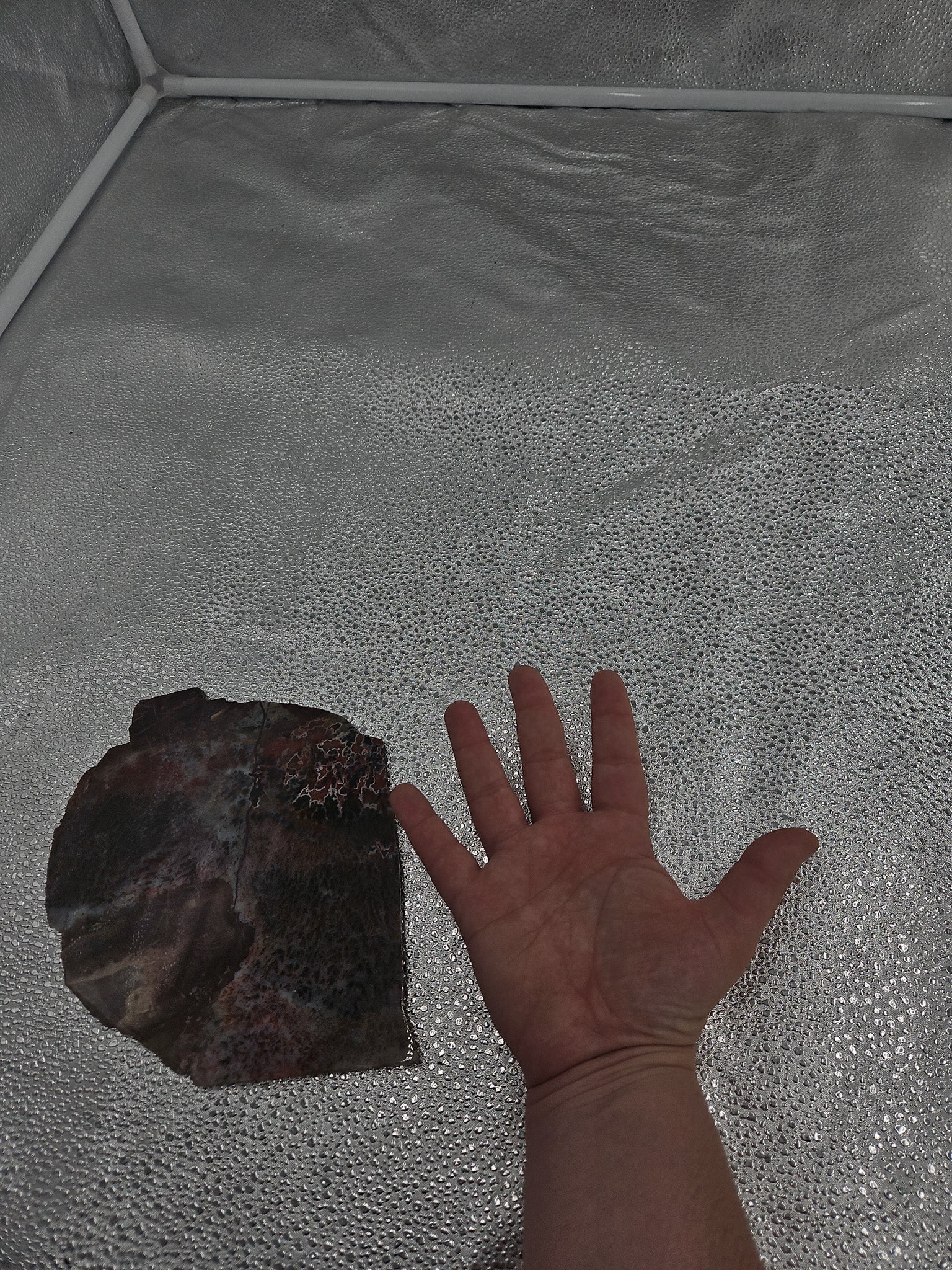 Sagenite Agate Slab - 7 in, Mexico