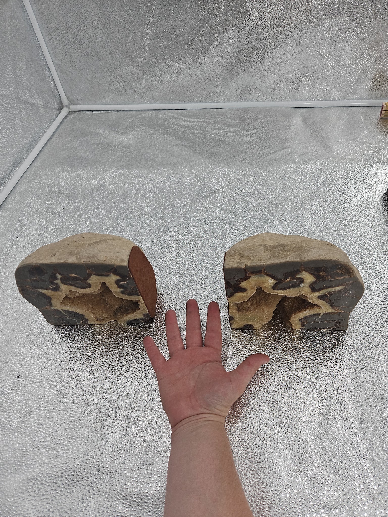 Septarian Nodule Bookends - 6.5 in, Utah