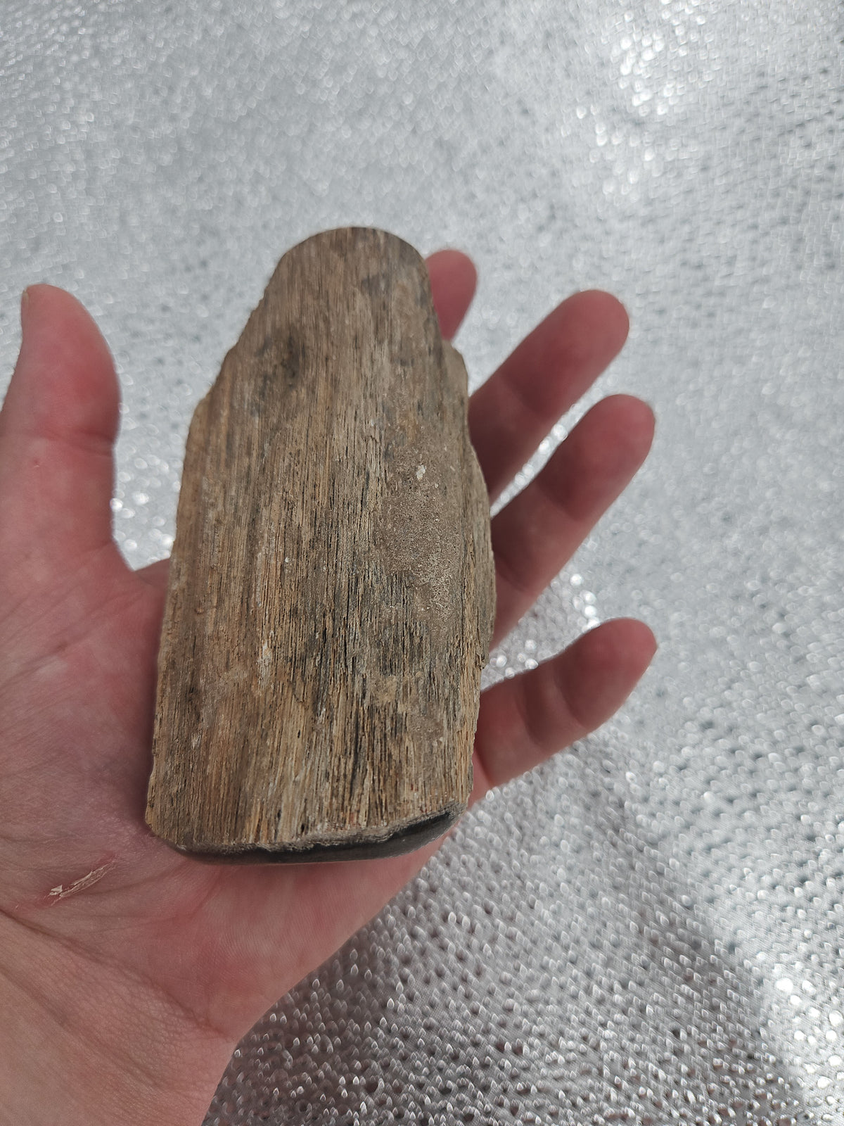Unique Petrified Wood - 5 x 2.5 in