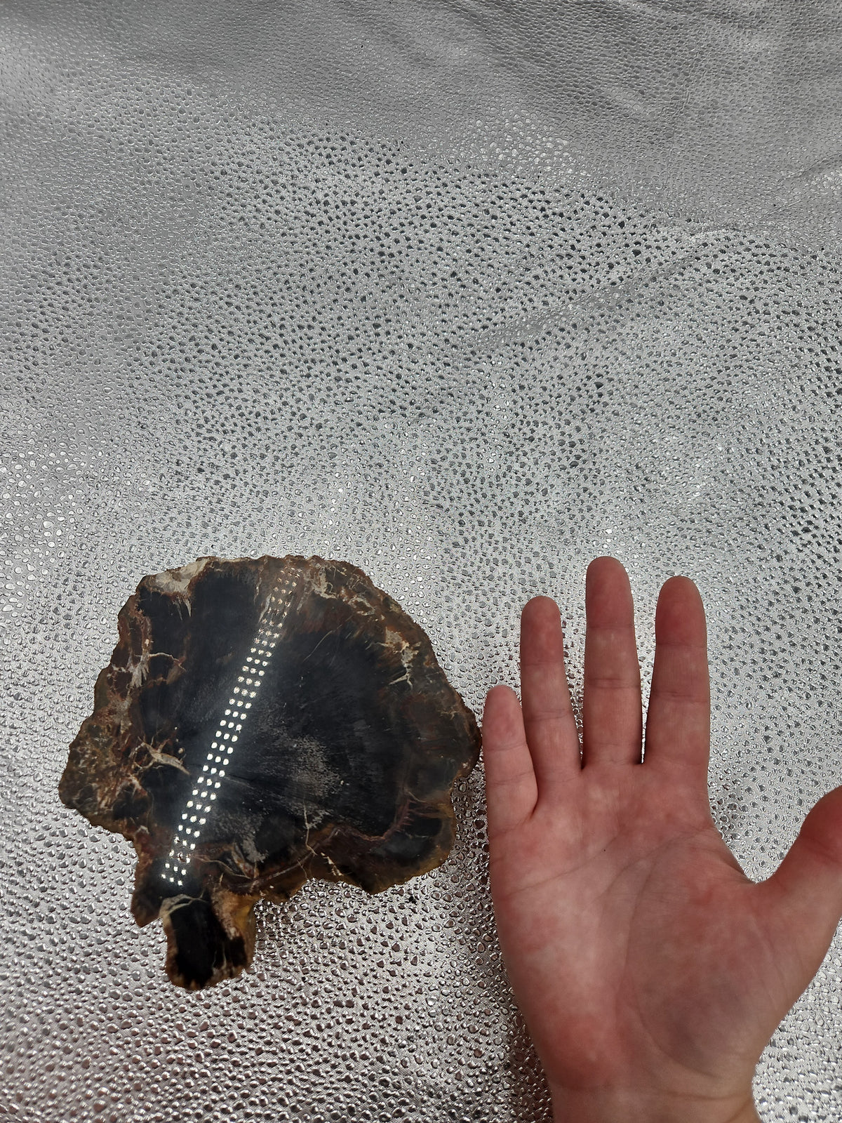 Petrified Wood Slab from Arizona - 6 x 2 in