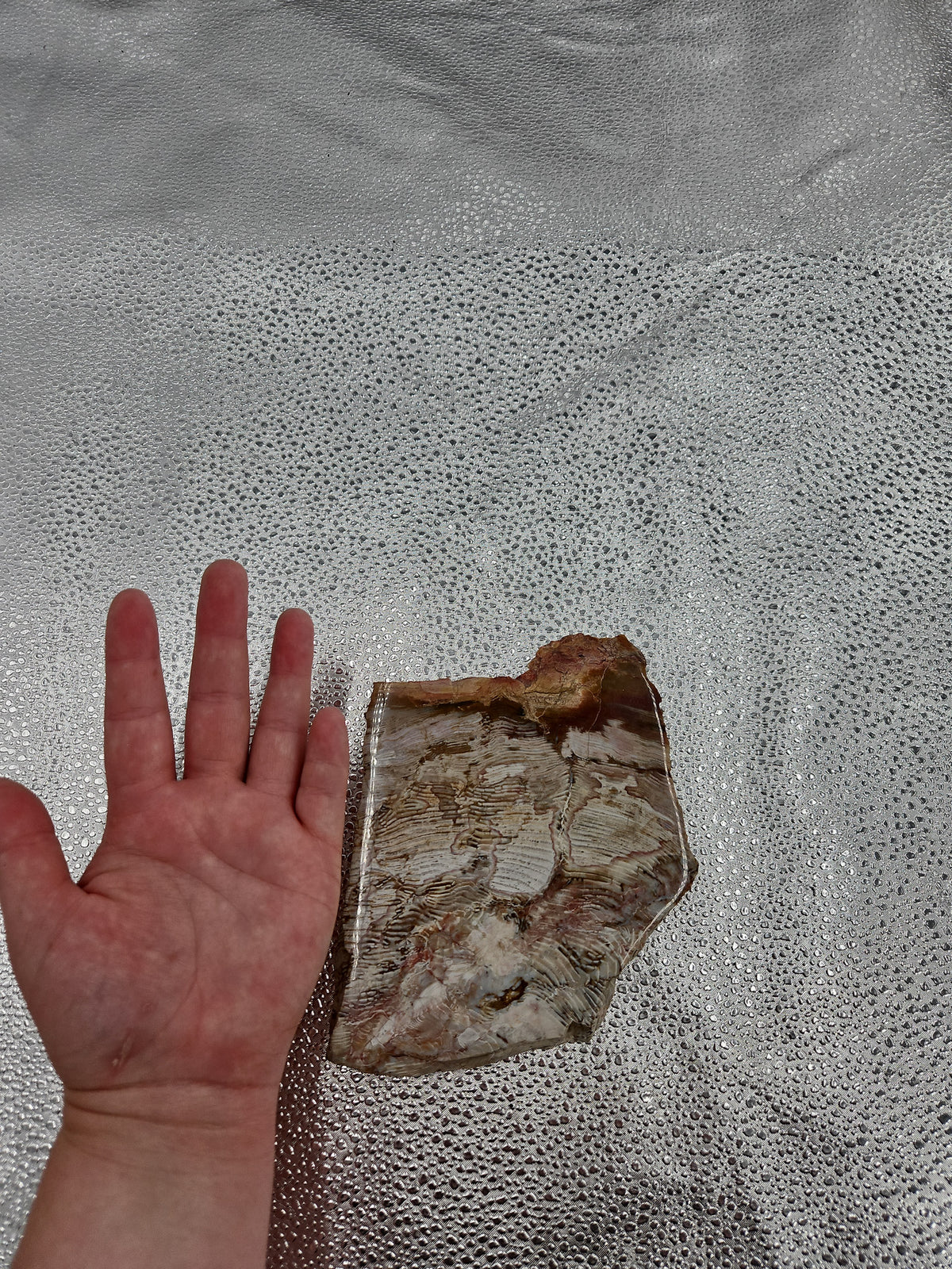 Petrified Wood Slab from New Mexico - 6 in