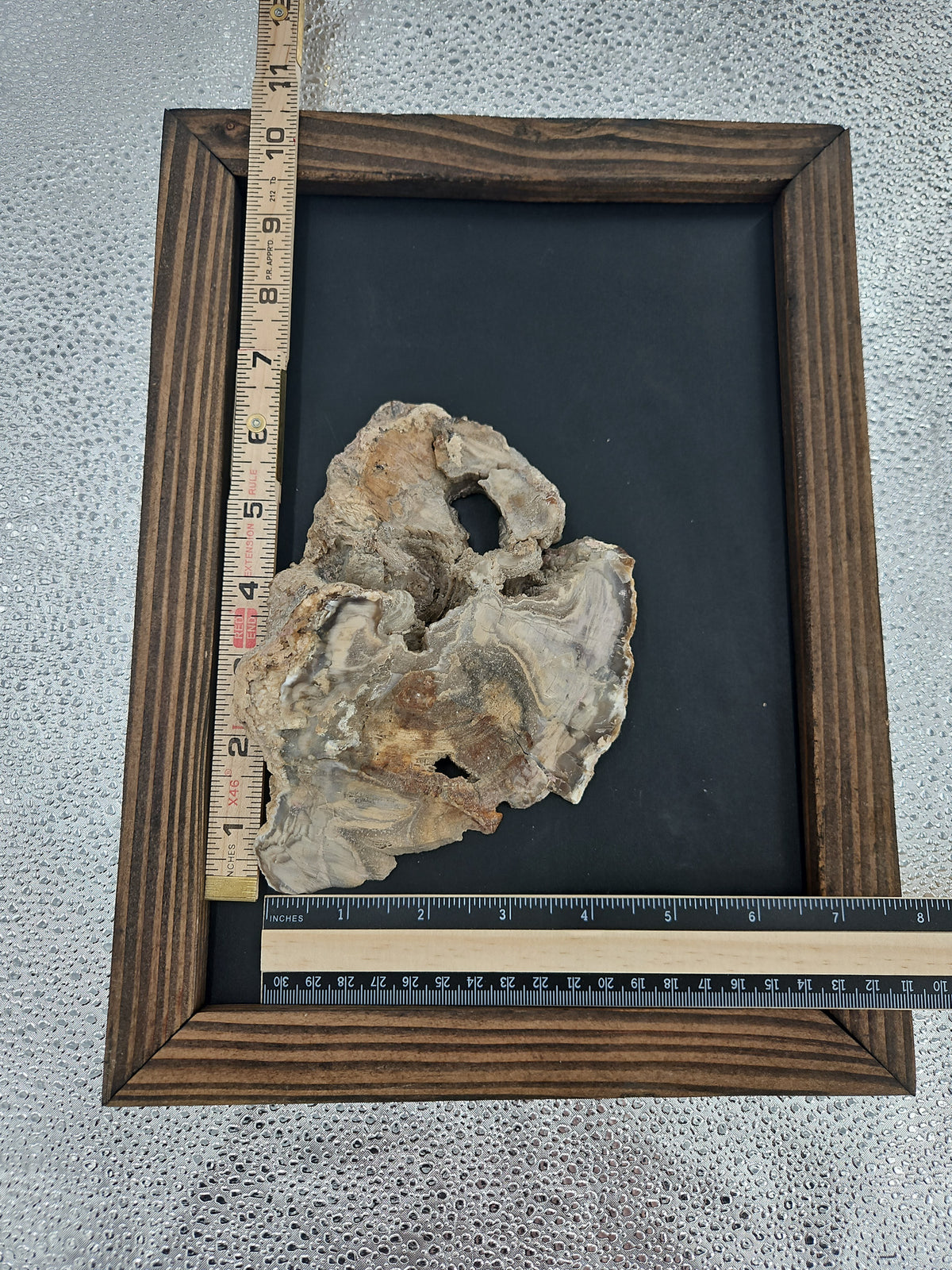 Striking Natural Petrified Wood