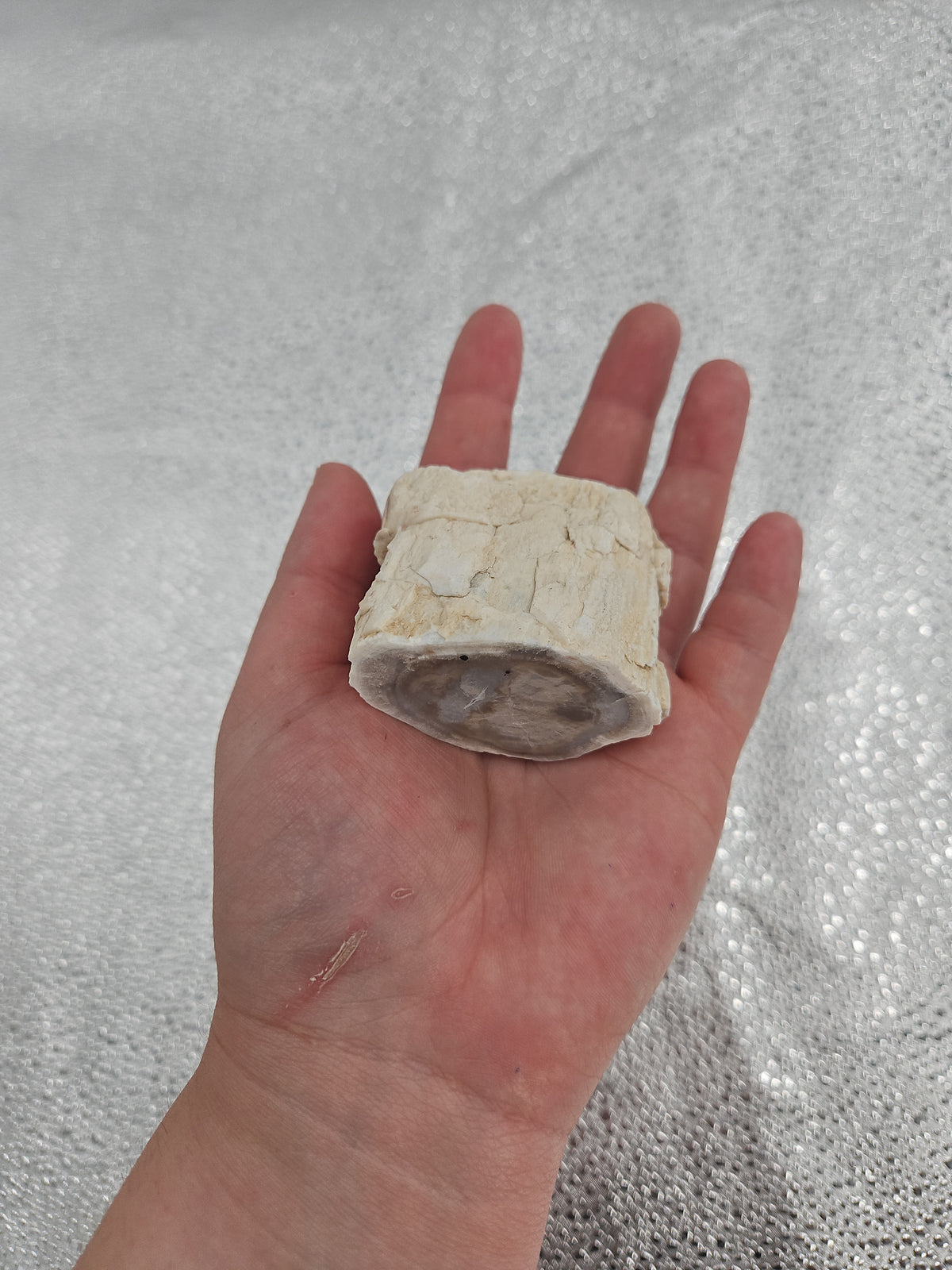 Unique White Petrified Wood Stone from Arizona