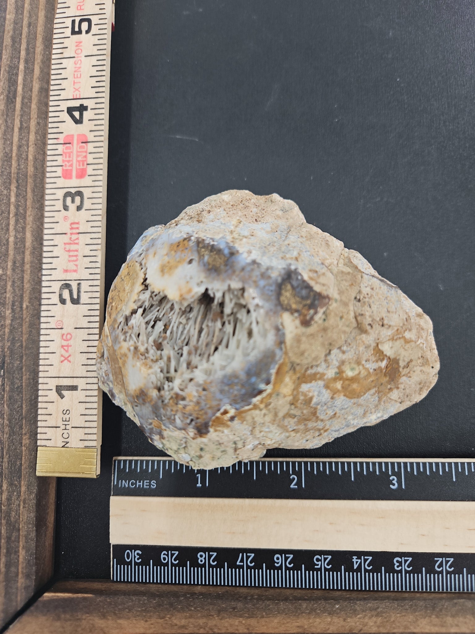 Fossilized Coral Specimen on Display Stand