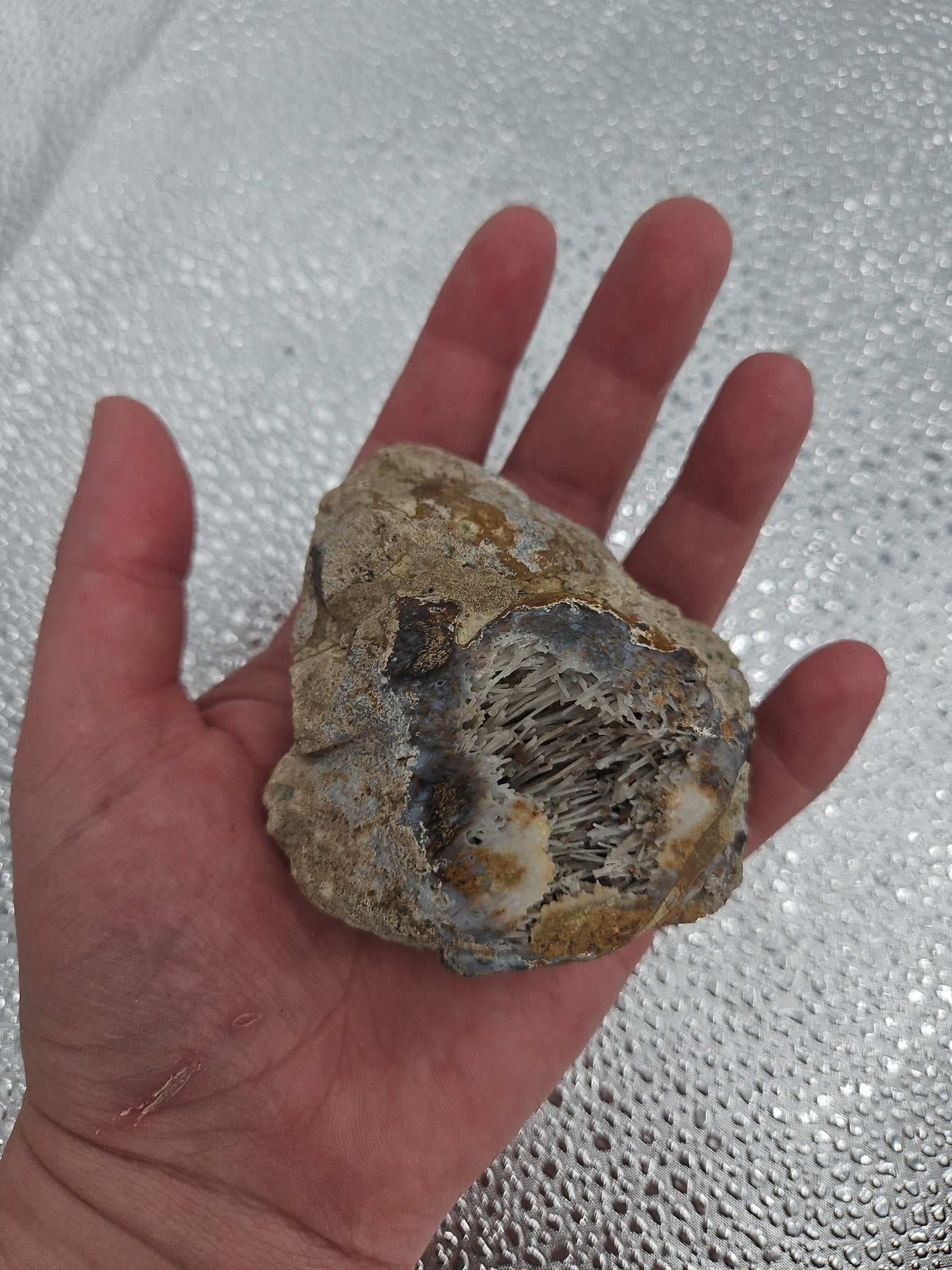 Fossilized Coral Specimen on Display Stand