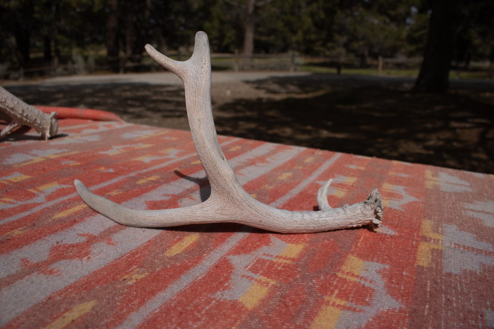 Weathered Fallen Deer Naturally Shed Deer Antlers