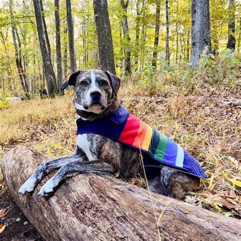 Pendleton Crater Lake National Forest Dog Coat