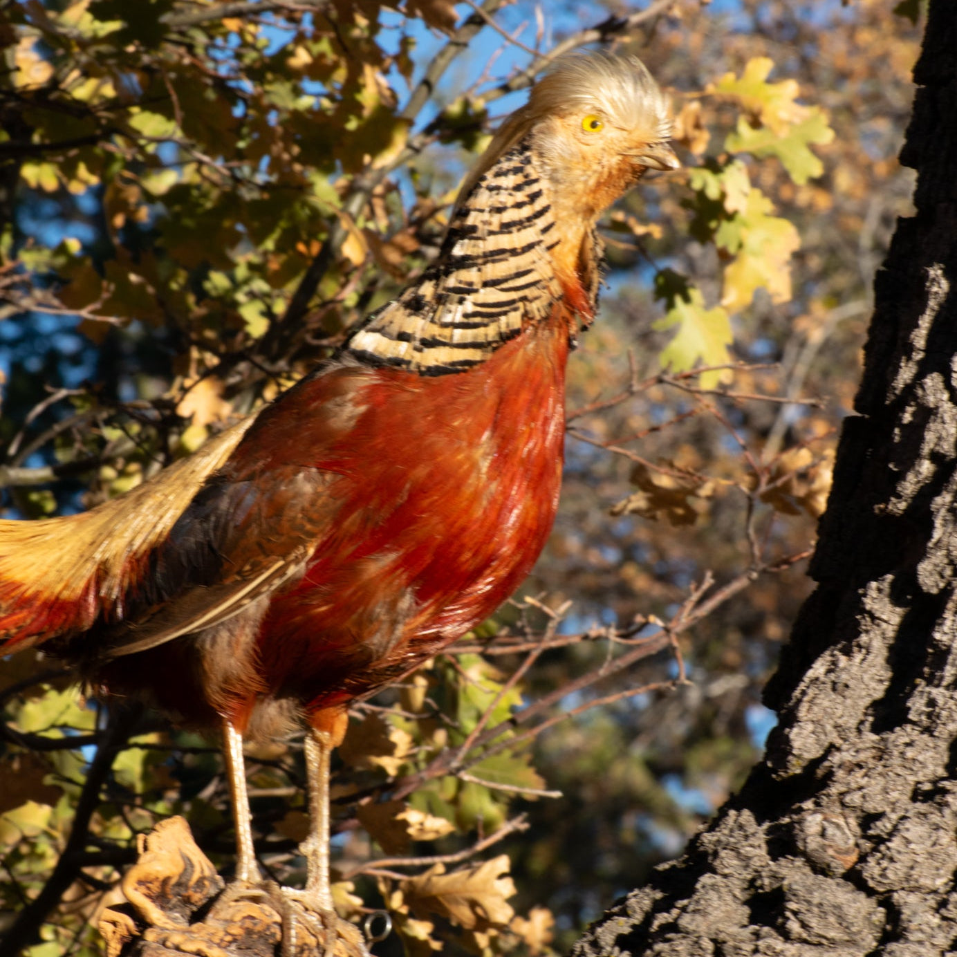 vintage Red Golden Pheasant taxidermy mount with long tail feathers and vibrant plumage perched on decorative base rustic lodge decor