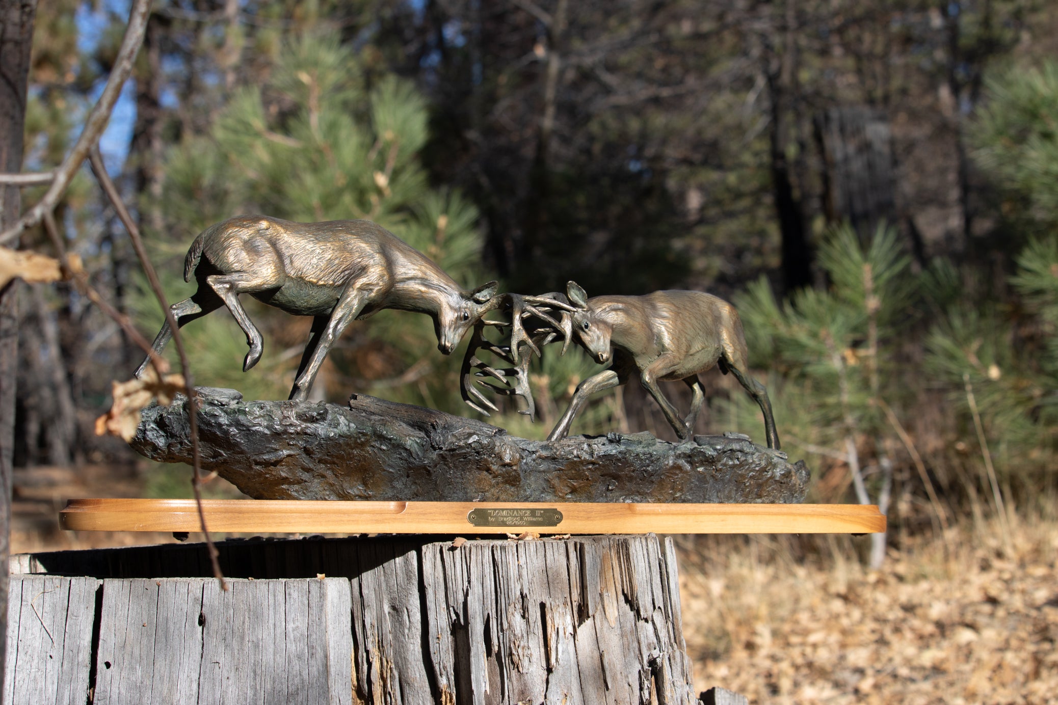 "Dominance II" By Bradford Williams 85/ 1950. Bronze sculpture depicts two fighting whitetail bucks