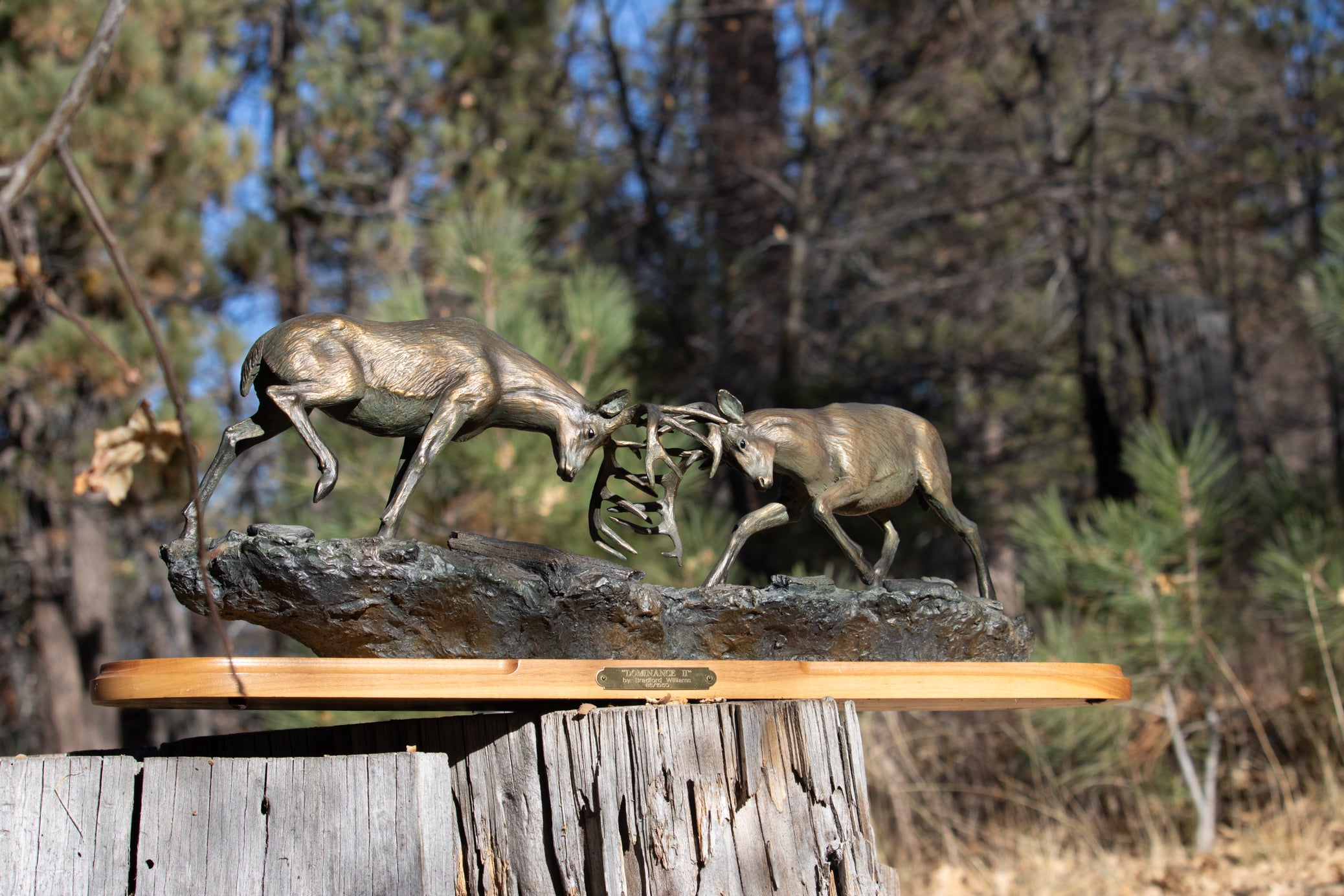 "Dominance II" By Bradford Williams 85/ 1950. Bronze sculpture depicts two fighting whitetail bucks