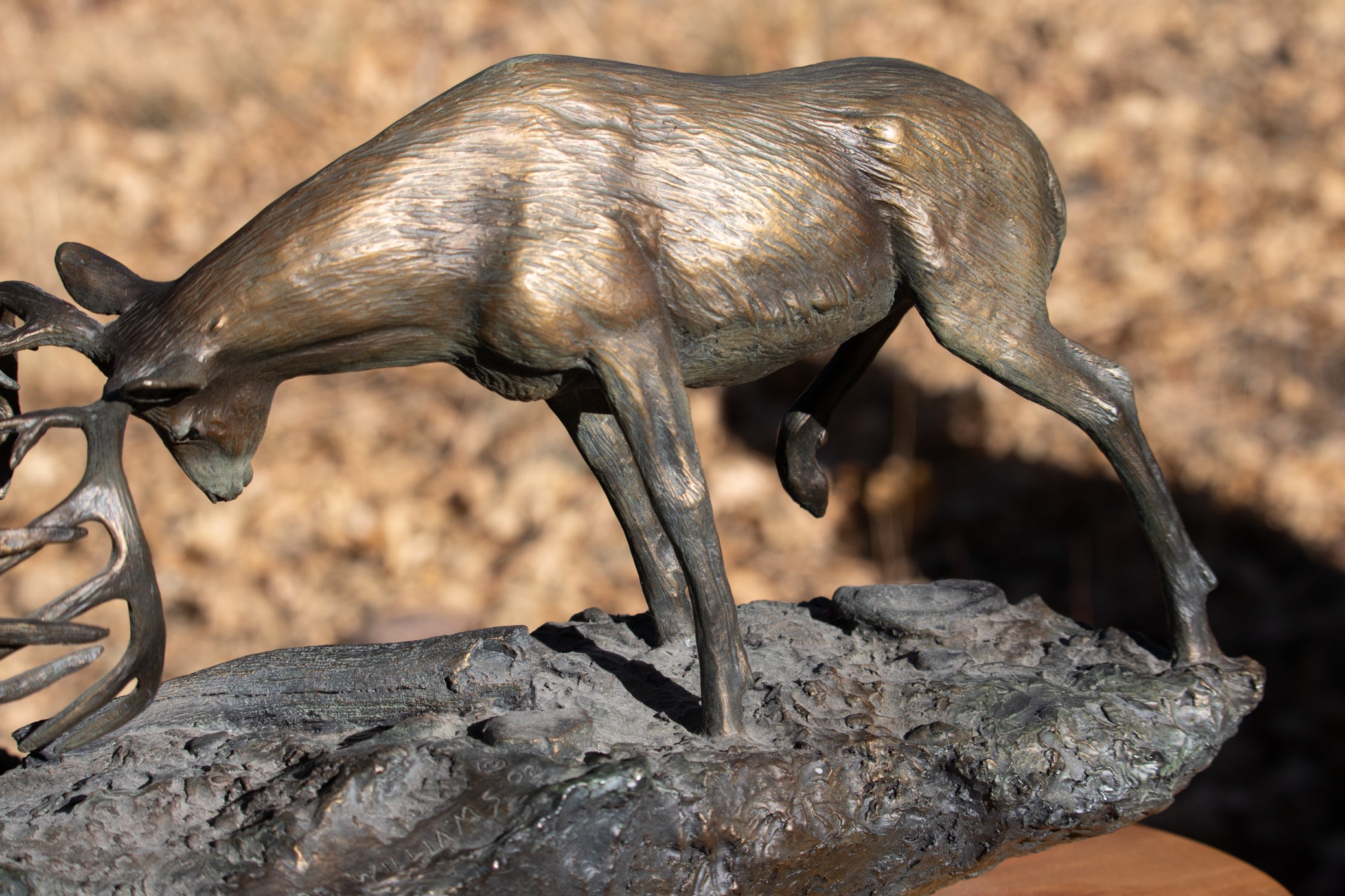 "Dominance II" By Bradford Williams 85/ 1950. Bronze sculpture depicts two fighting whitetail bucks