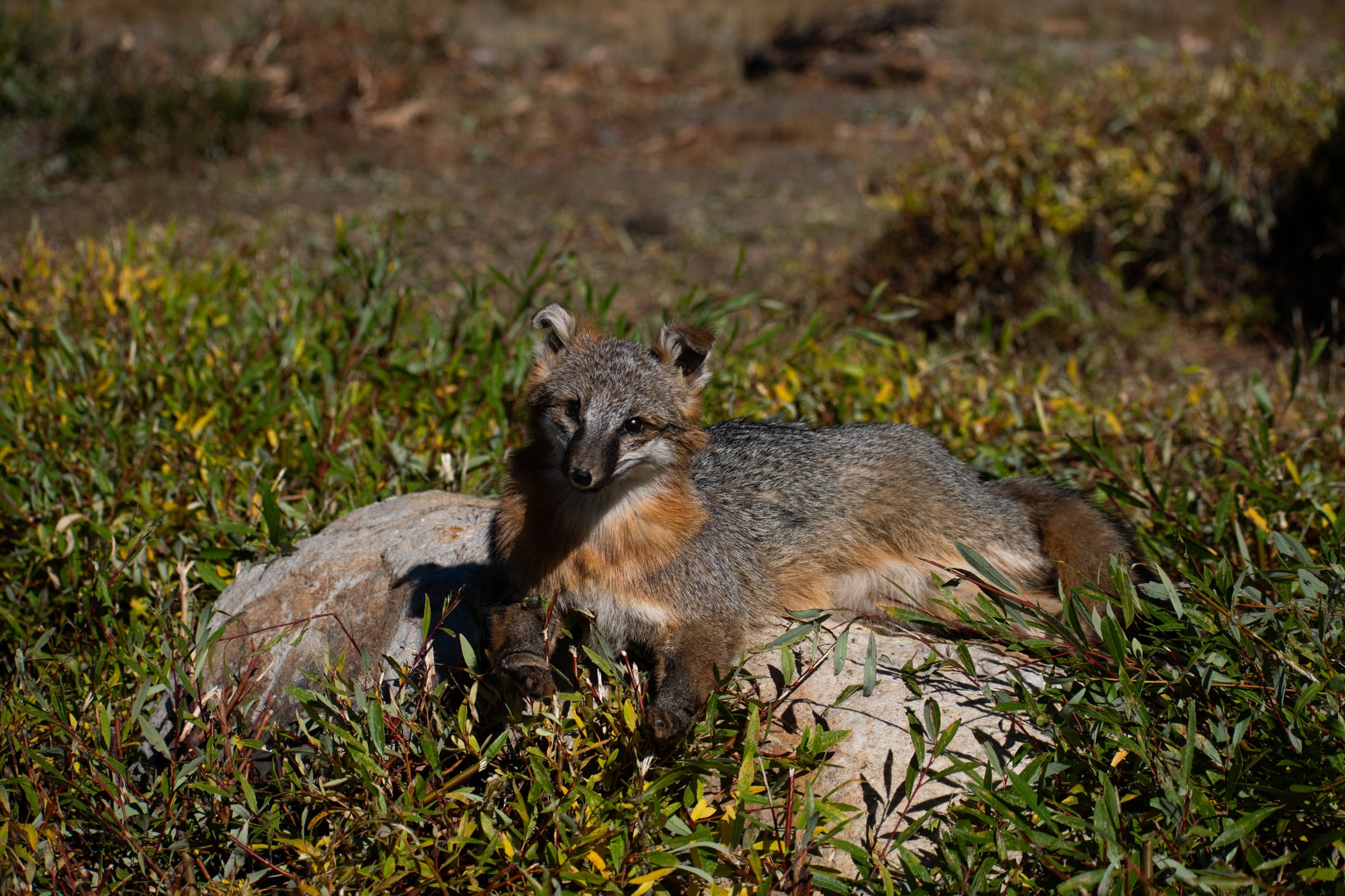 Vintage Grey Fox Taxidermy Full Body Trophy Mount
