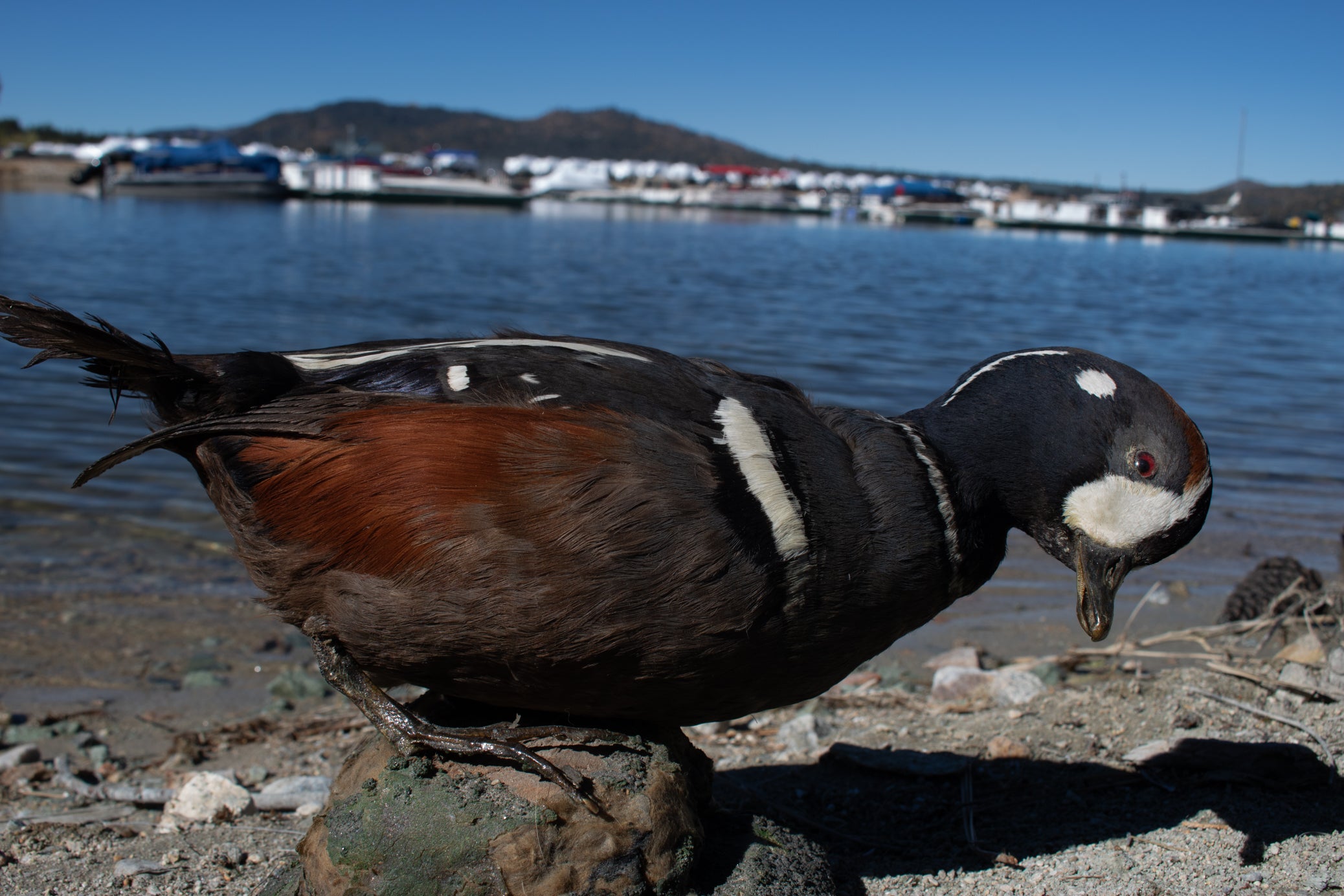 Vintage Harlequin Duck Standing Mount