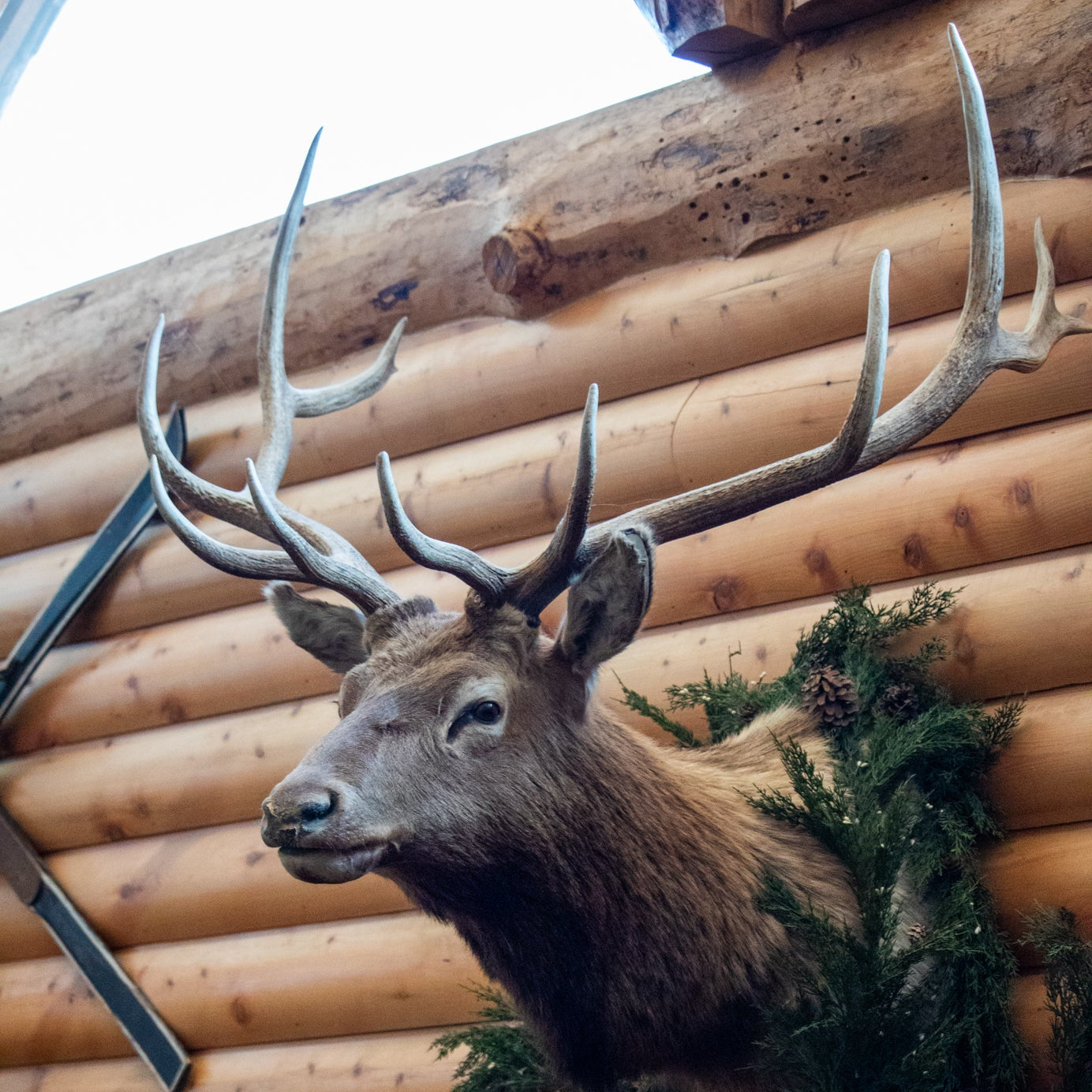 Vintage Elk Head Shoulder Mount Taxidermy Rustic Lodge Cabin Wall Decor