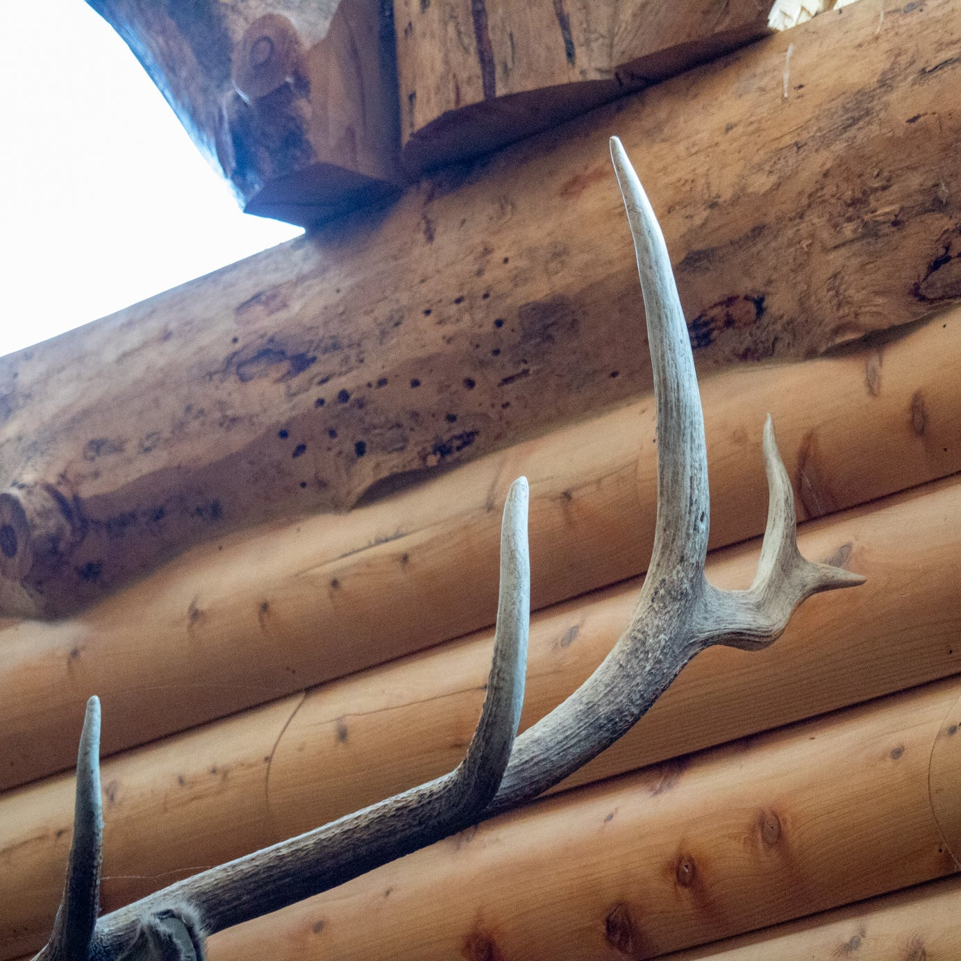Vintage Elk Head Shoulder Mount Taxidermy Rustic Lodge Cabin Wall Decor