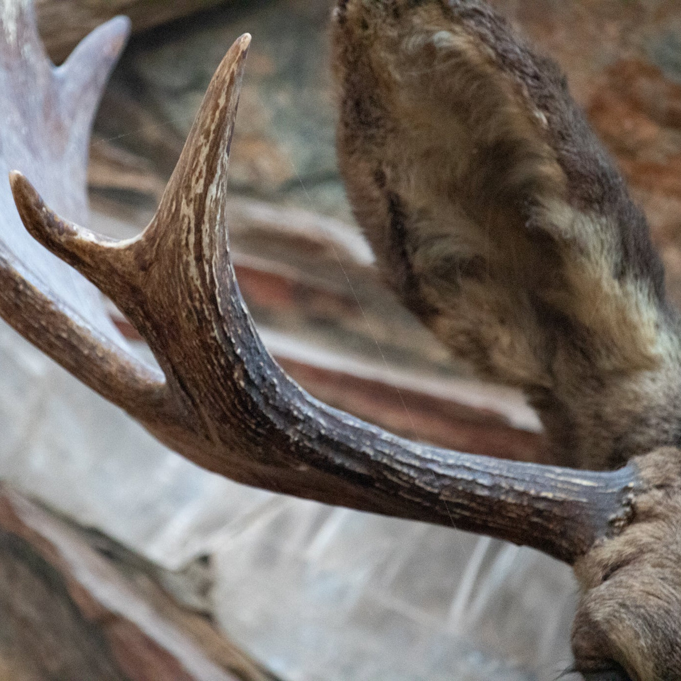 Vintage Moose Head Shoulder Mount Taxidermy Rustic Lodge Cabin Wall Decor