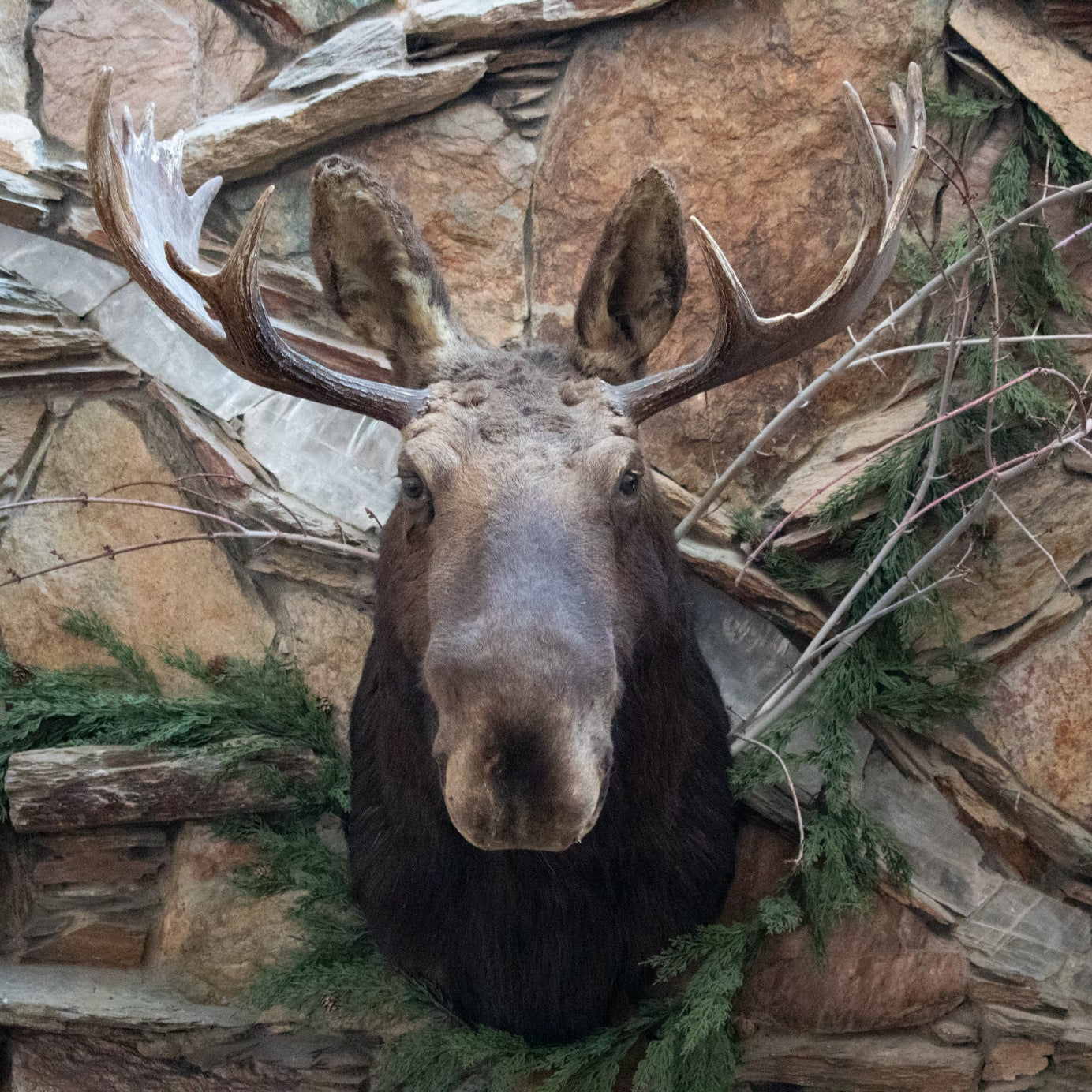 Vintage Moose Head Shoulder Mount Taxidermy Rustic Lodge Cabin Wall Decor