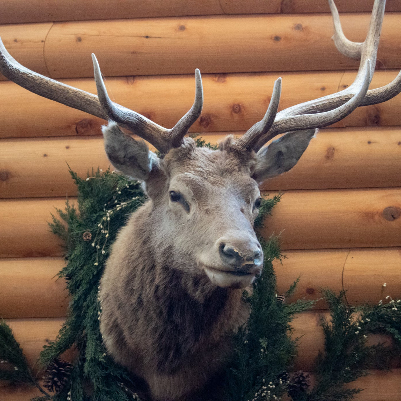 Vintage Elk Head Shoulder Mount Taxidermy Rustic Lodge Cabin Wall Decor