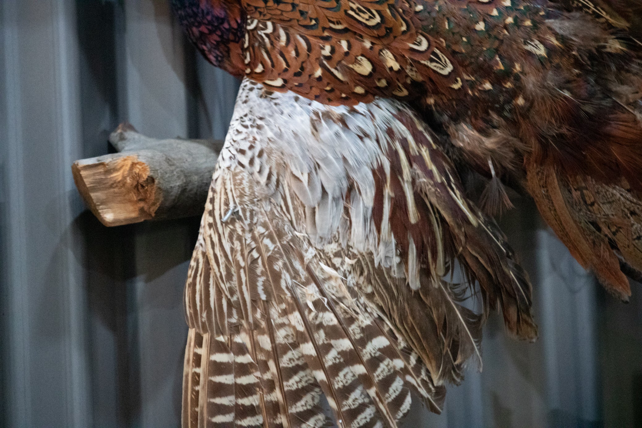 Vintage Flying Pheasant on a Branch Taxidermy Wall Mount