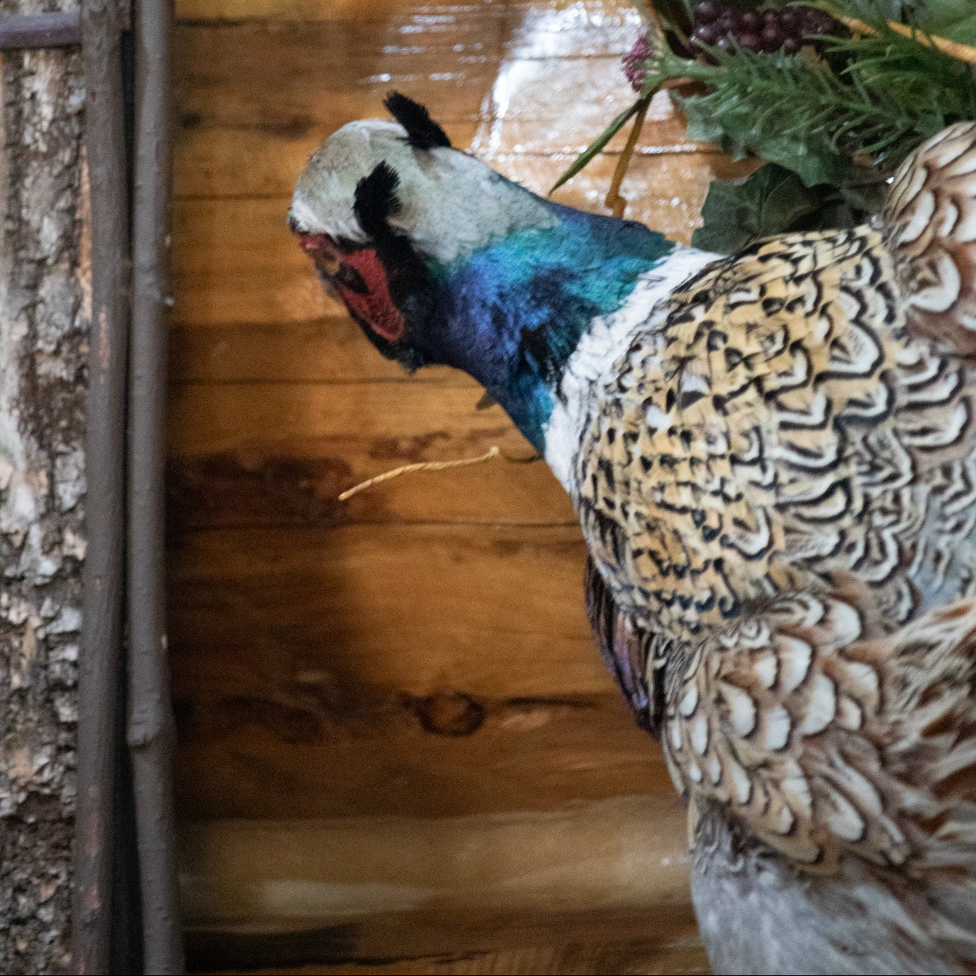 vintage flying Chinese Ringneck pheasant wall mount taxidermy with wings spread rustic lodge cabin wildlife decor display