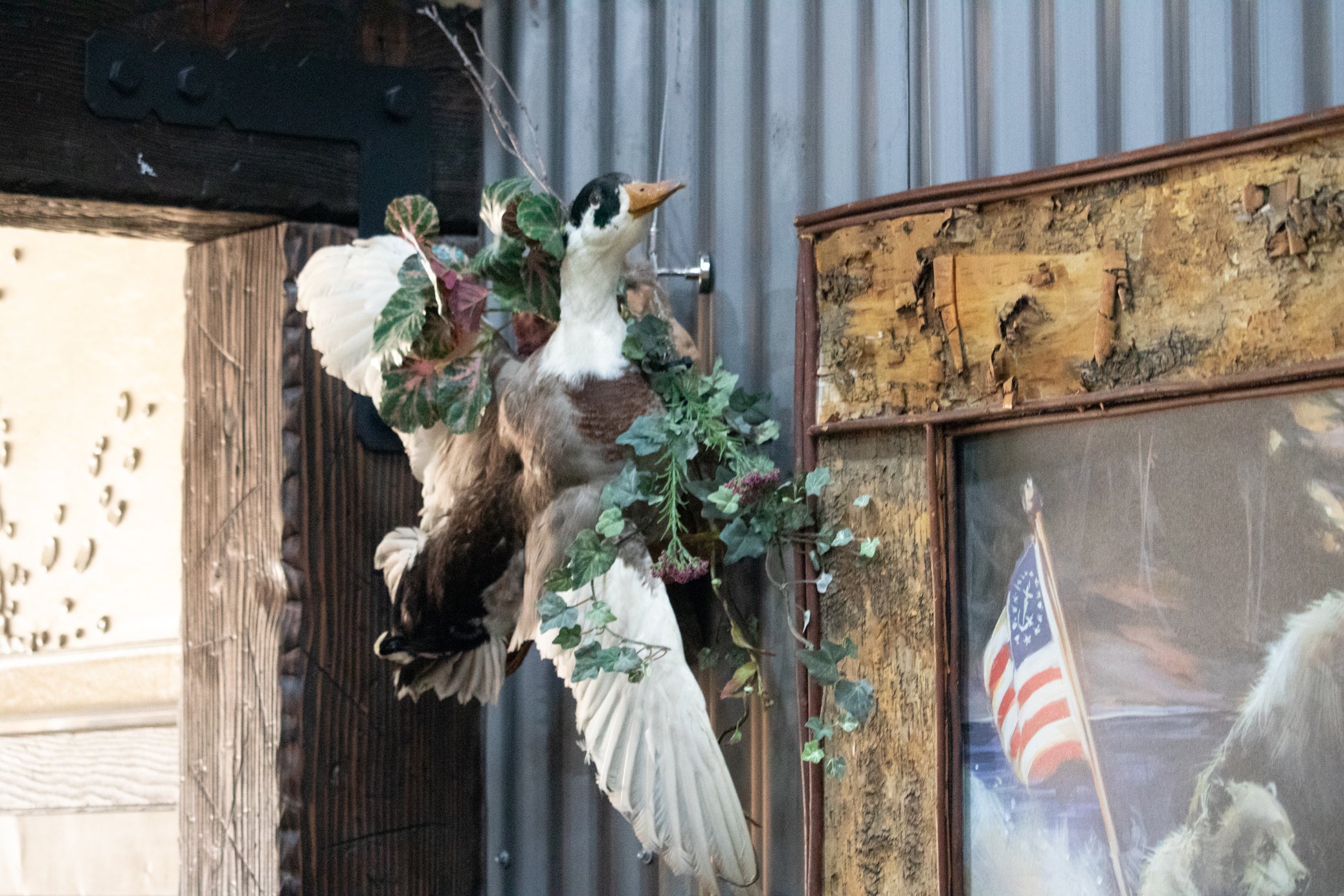 Vintage Wood Duck Taxidermy Bird Mounted