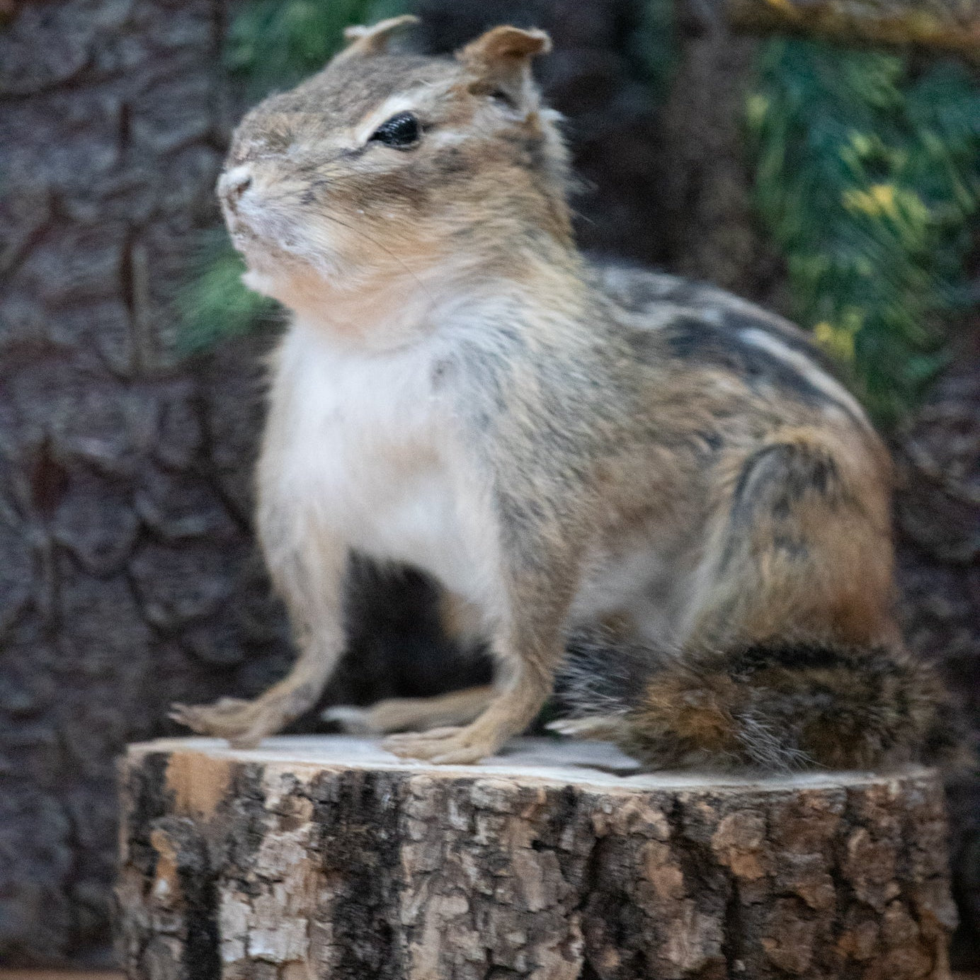 Vintage Taxidermy Chipmunk Mounted on Wood Slice Rustic Cabin Decor