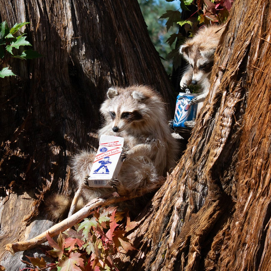 Vintage & Custom Taxidermy