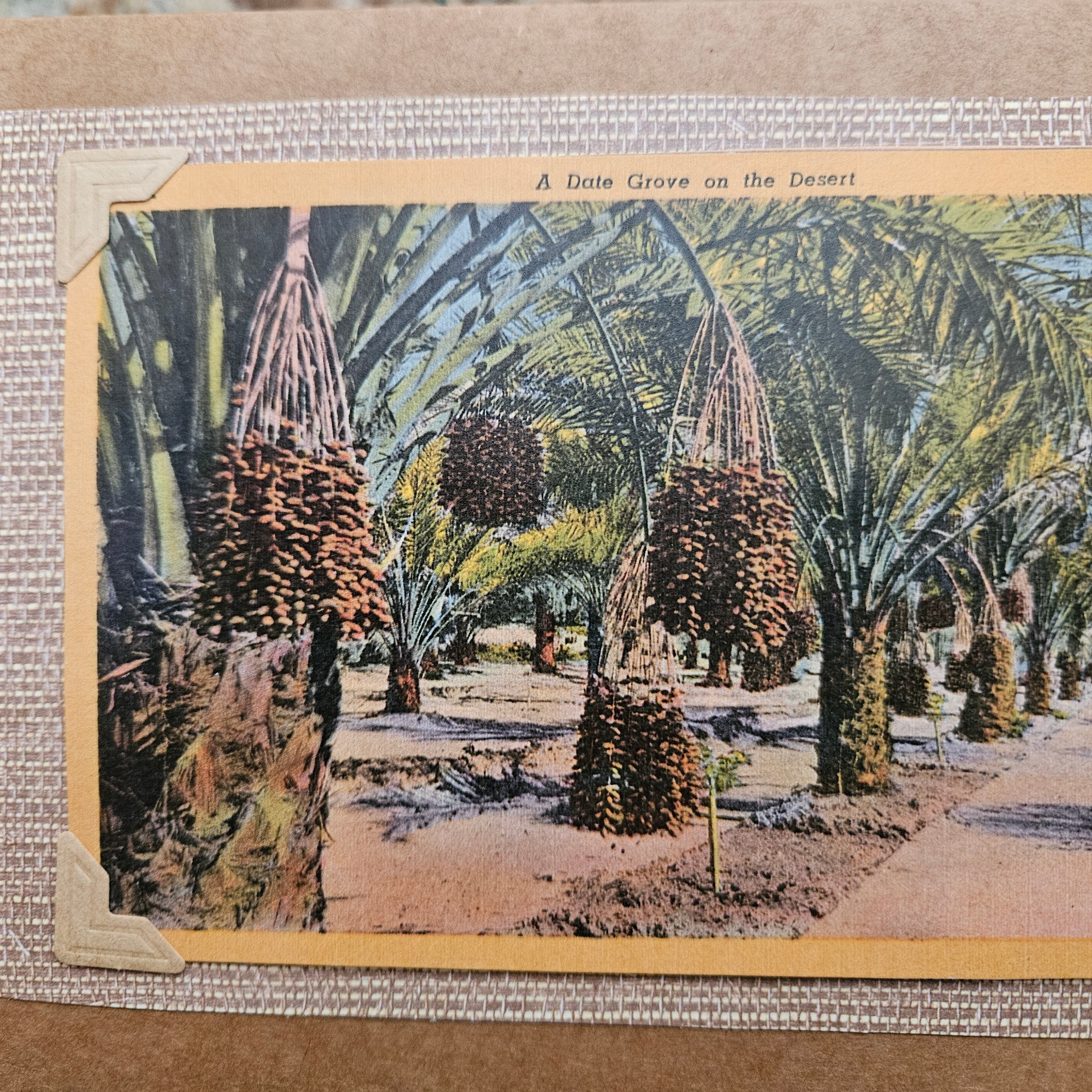 Beautifully Hand Crafted Custom Created Greeting Card Series by Diane Stegman "A Date Grove in the Desert "
