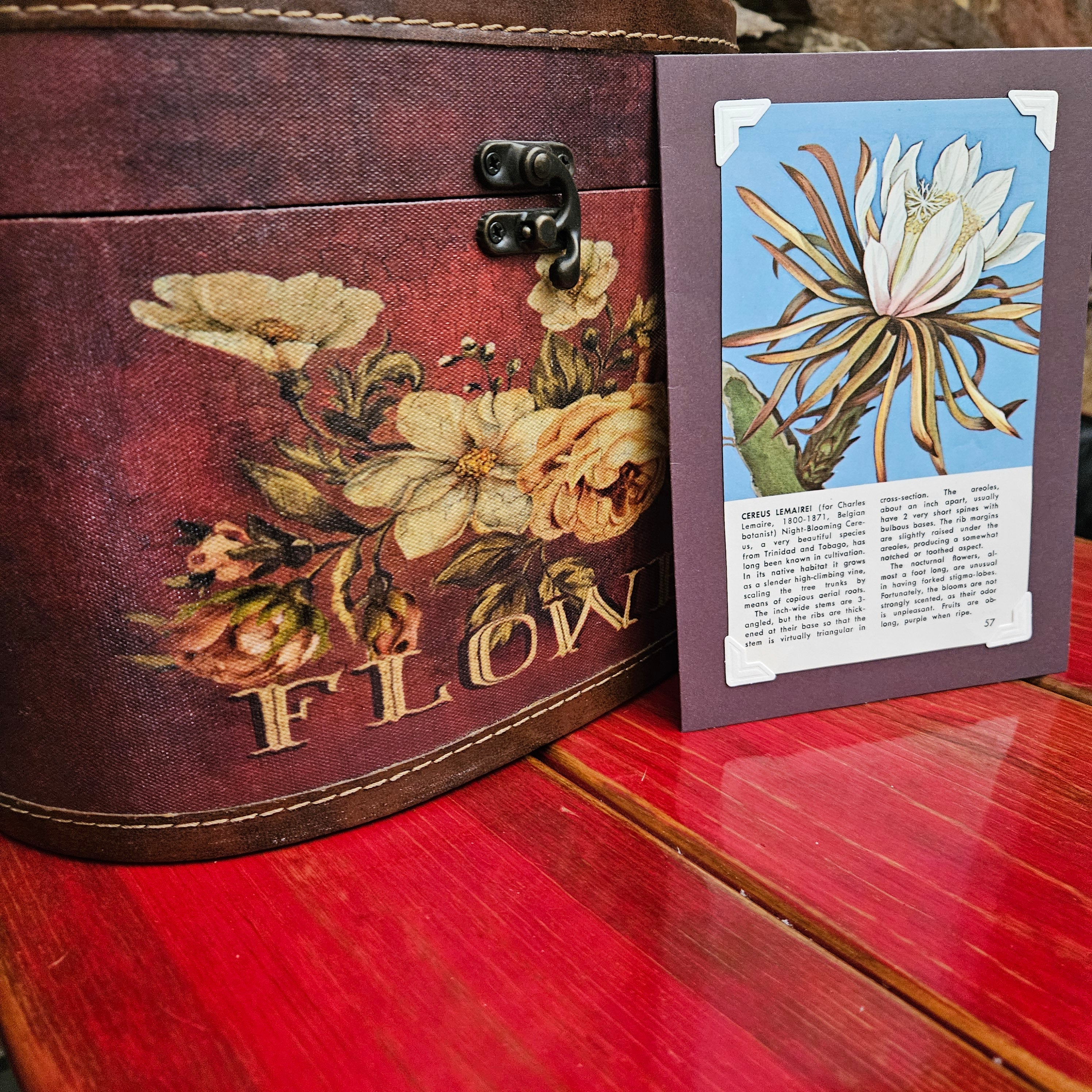Beautifully Hand Crafted Custom Created Greeting Card Series by Diane Stegman "Lemairei Cactus"